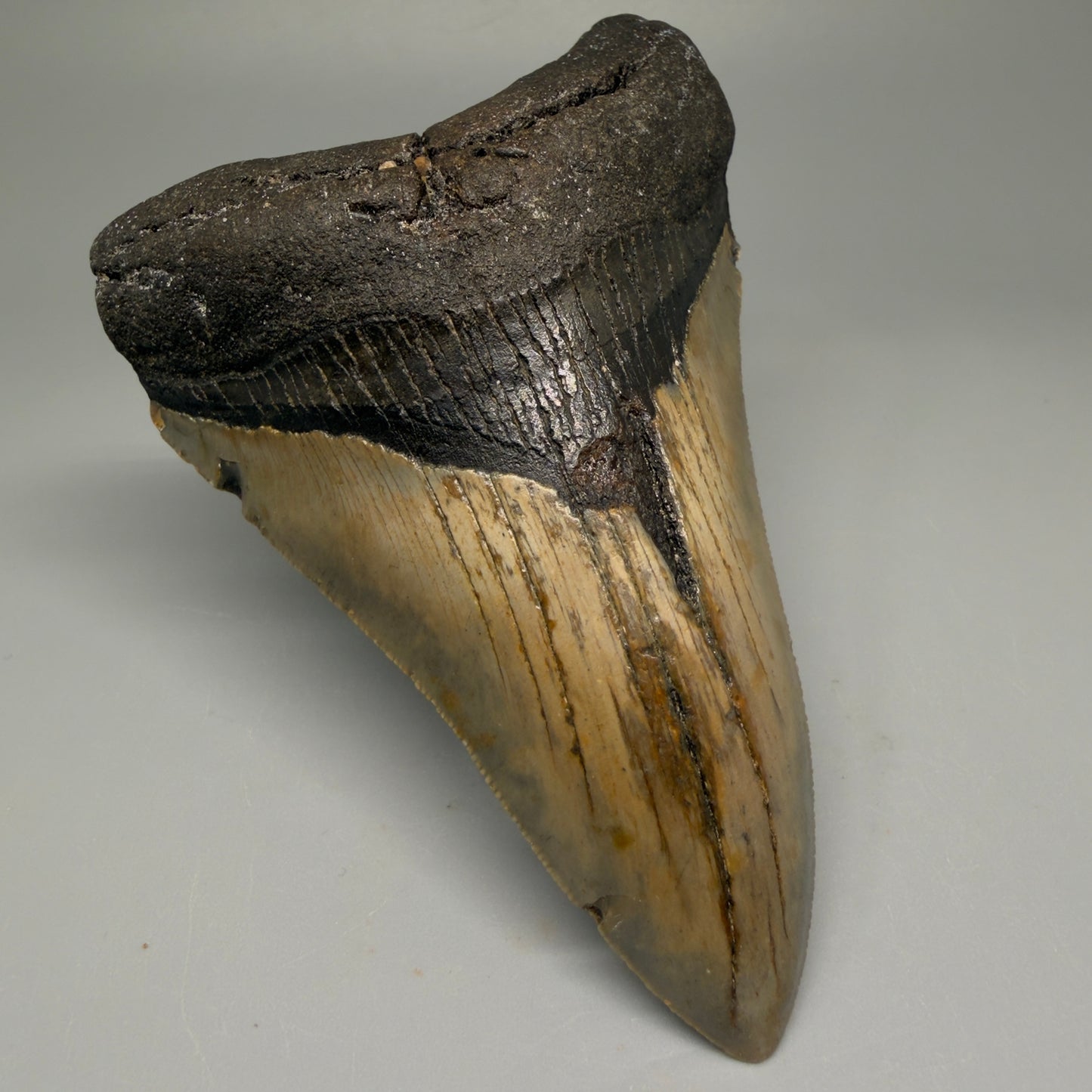 Front Left View Colorful 4.79" Authentic Megalodon Tooth – North Carolina Fossil | Carcharocles megalodon CM5514 