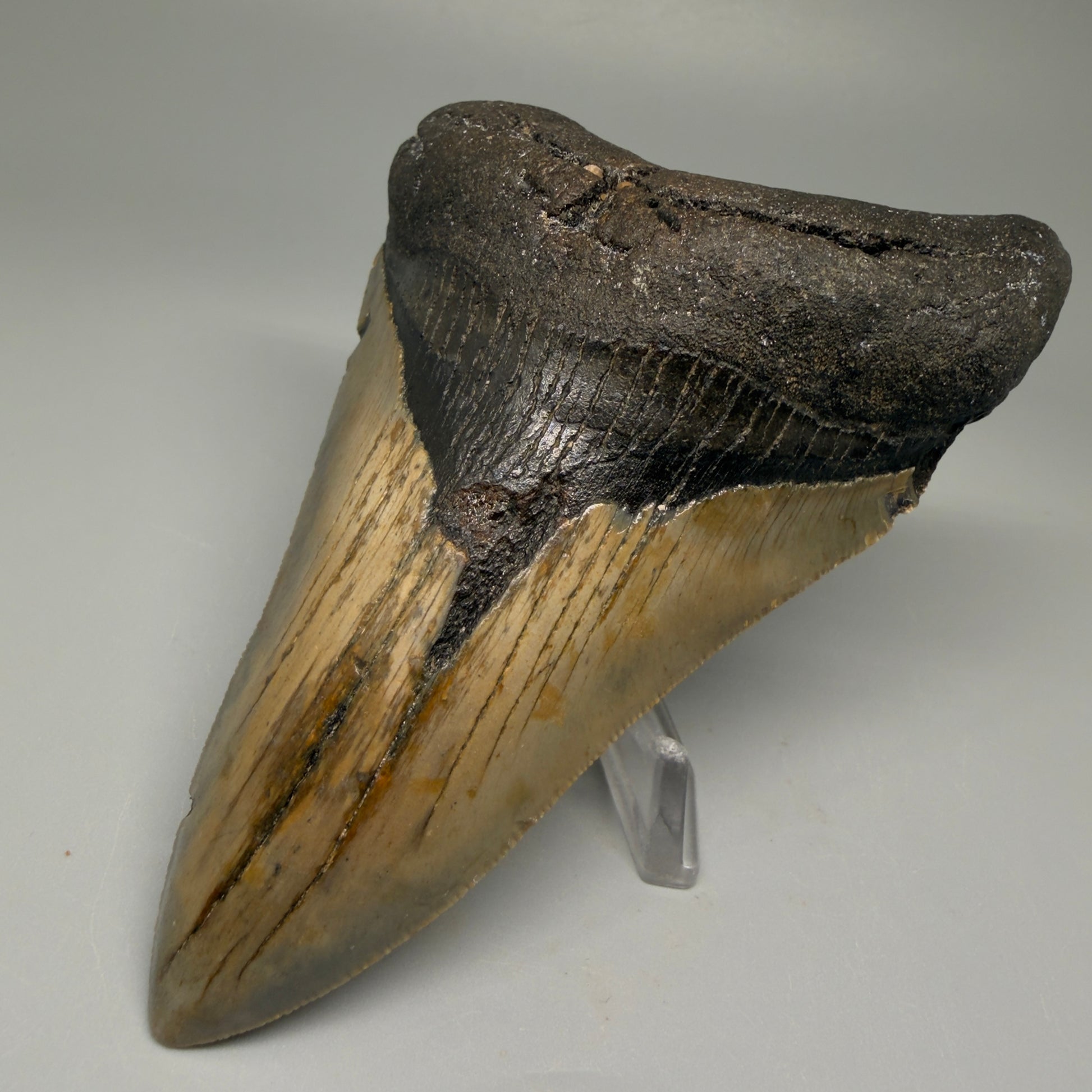 Front Right View Colorful 4.79" Authentic Megalodon Tooth – North Carolina Fossil | Carcharocles megalodon CM5514 