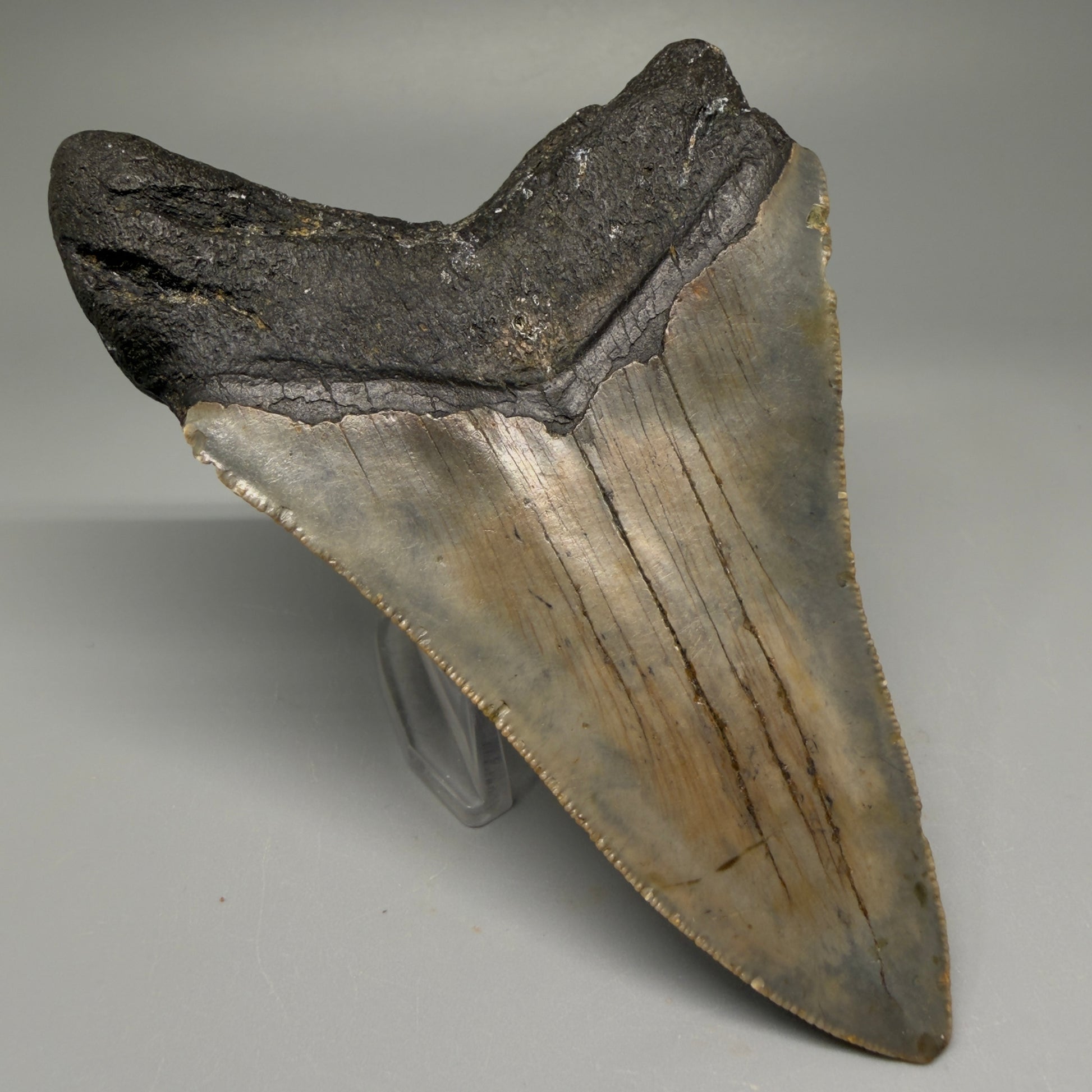 Back Left View Colorful 4.79" Authentic Megalodon Tooth – North Carolina Fossil | Carcharocles megalodon CM5514