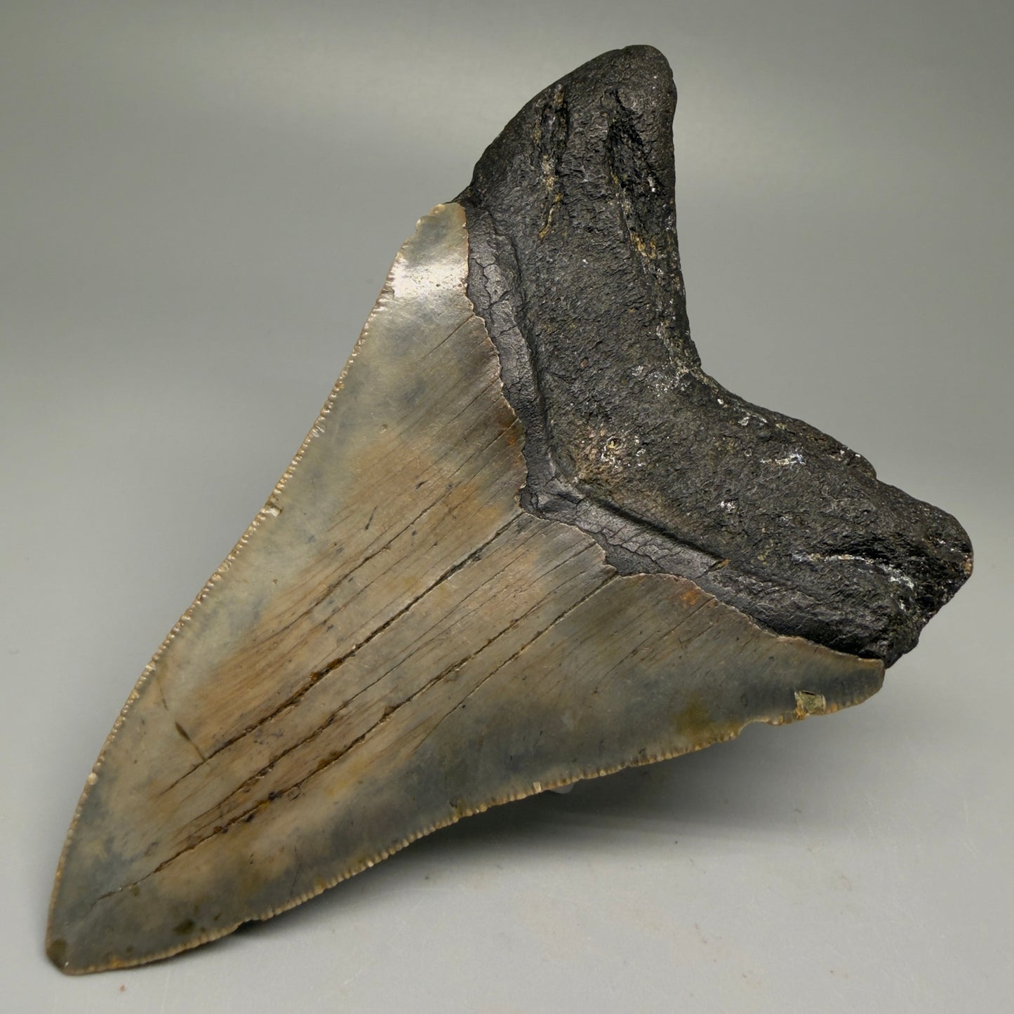 Back Right View Colorful 4.79" Authentic Megalodon Tooth – North Carolina Fossil | Carcharocles megalodon CM5514