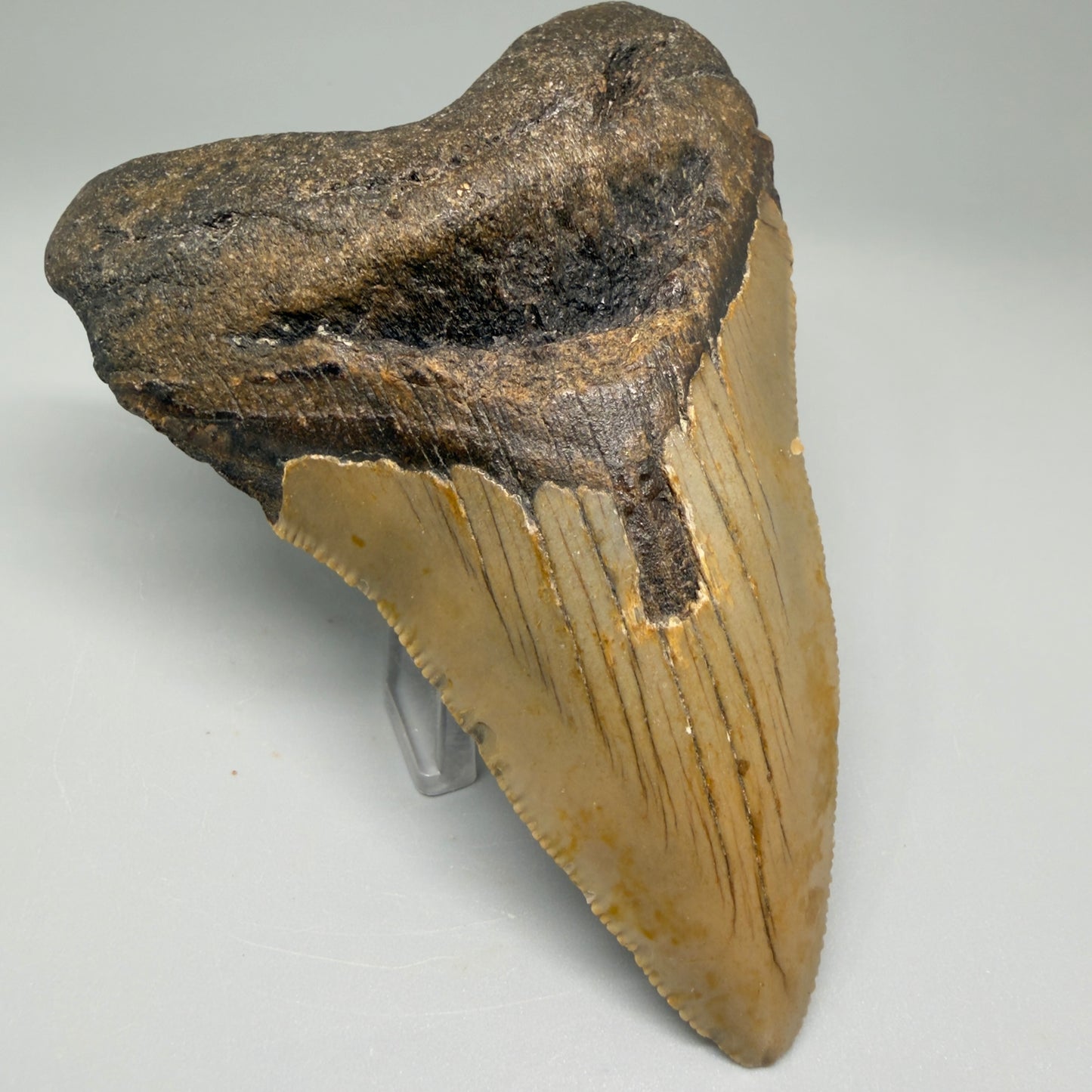 Front Left View Colorful 4.33" Authentic Megalodon Tooth – North Carolina Fossil | Carcharocles megalodon CM5512