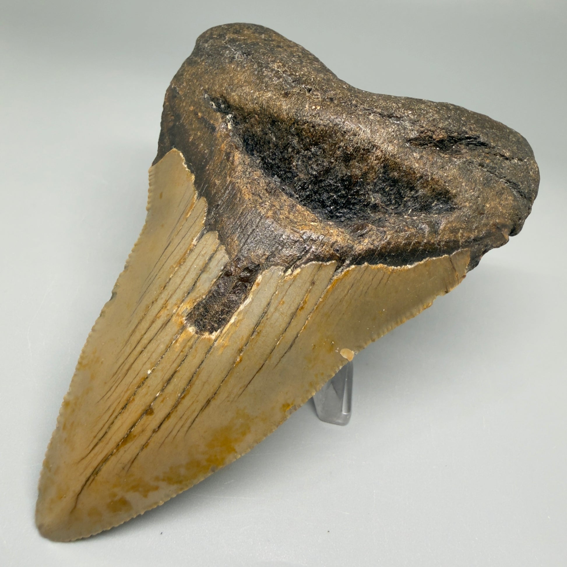 Front Right View Colorful 4.33" Authentic Megalodon Tooth – North Carolina Fossil | Carcharocles megalodon CM5512