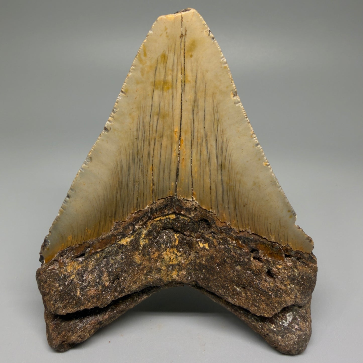 Back View Colorful 4.56" Authentic Megalodon Tooth – North Carolina Fossil | Carcharocles megalodon CM5513