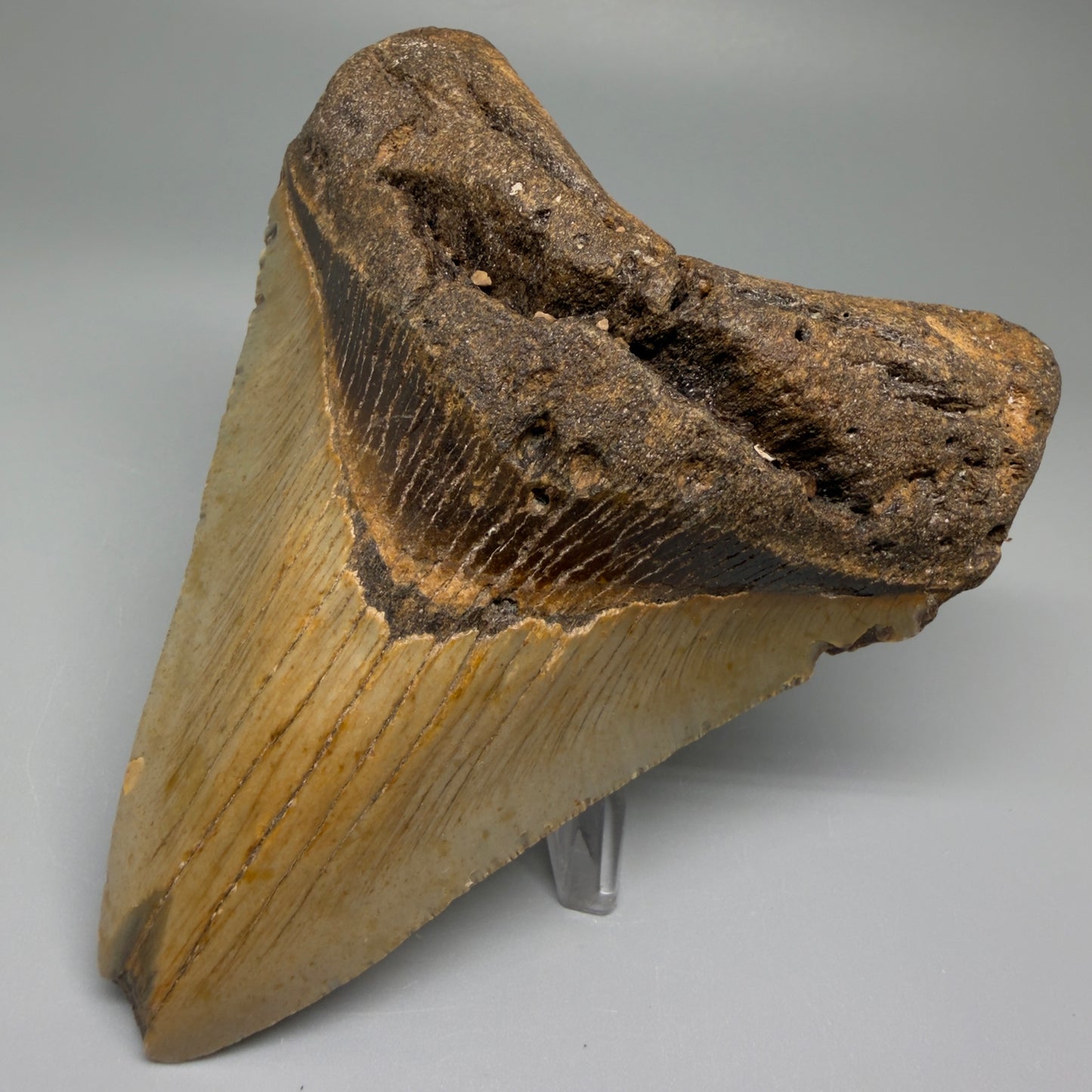 Front Right View Colorful 4.56" Authentic Megalodon Tooth – North Carolina Fossil | Carcharocles megalodon CM5513