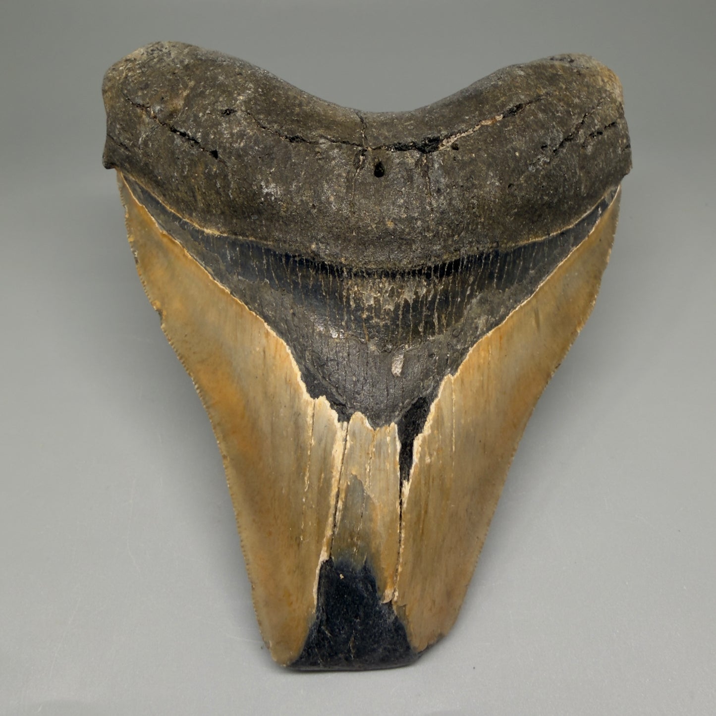 Front View 5.38" North Carolina Megalodon Tooth – Extremely Wide Shape | Authentic Fossil CM5515 - 1
