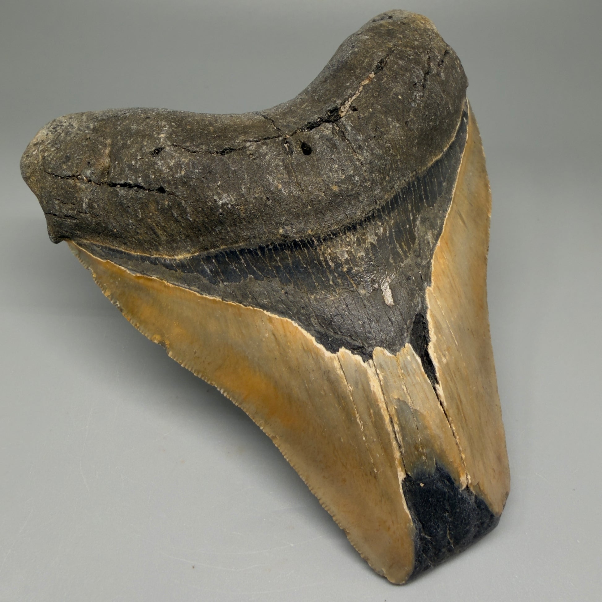Front Left View 5.38" North Carolina Megalodon Tooth – Extremely Wide Shape | Authentic Fossil CM5515 