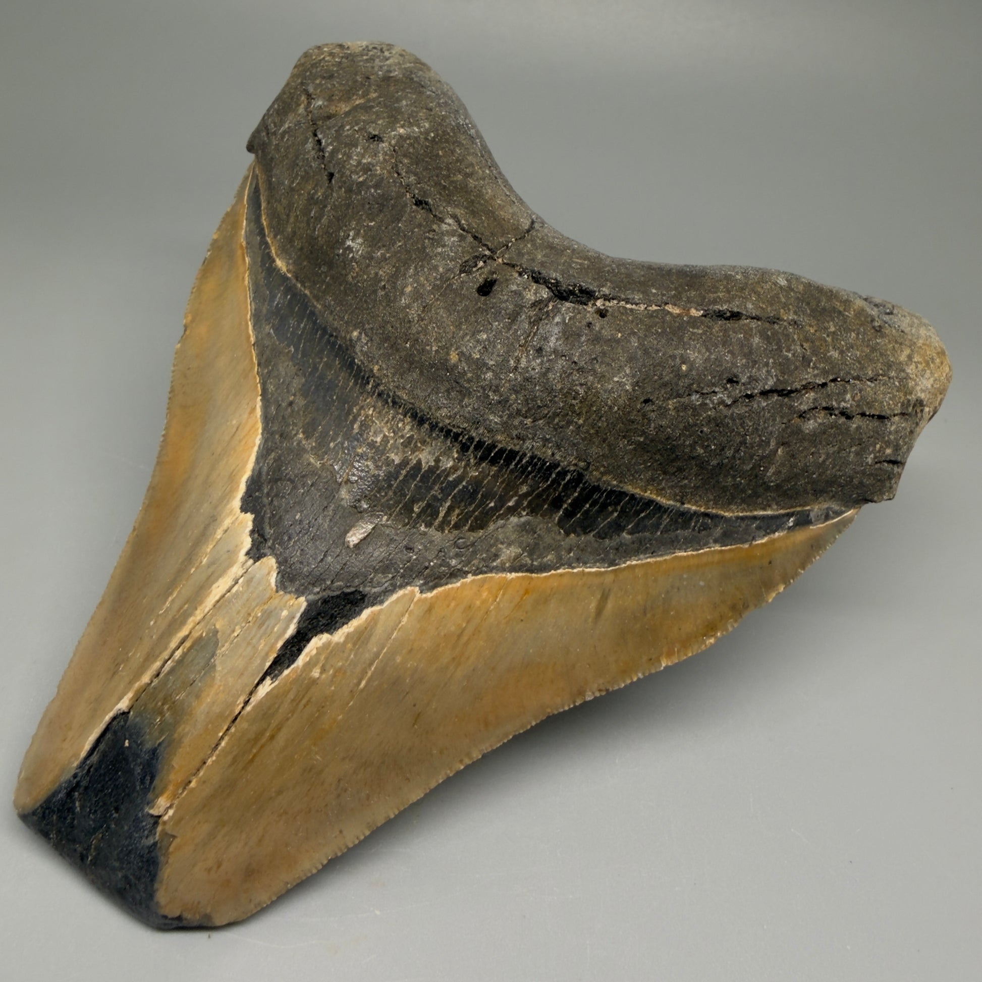 Front Right View 5.38" North Carolina Megalodon Tooth – Extremely Wide Shape | Authentic Fossil CM5515