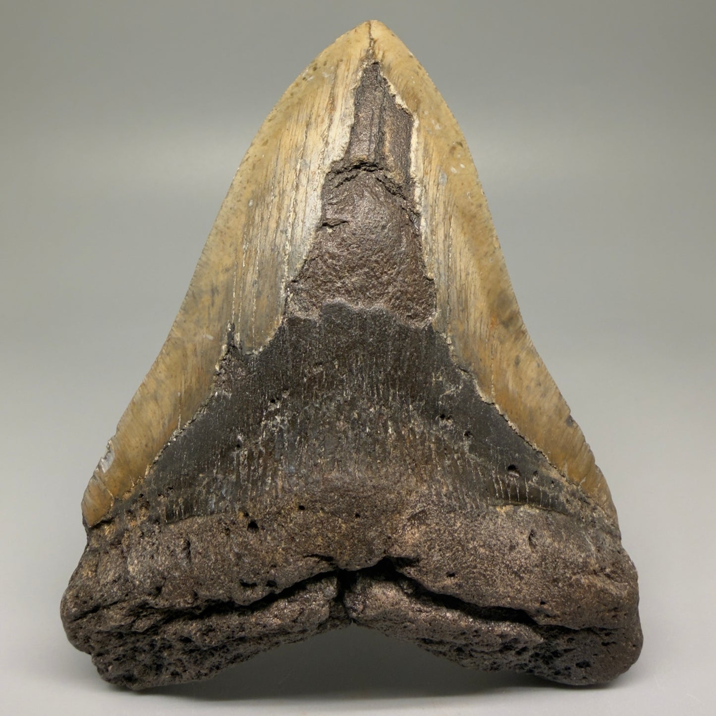 Front View 5.68" North Carolina Megalodon Tooth – Extremely Wide Shape | Authentic Fossil CM5516 