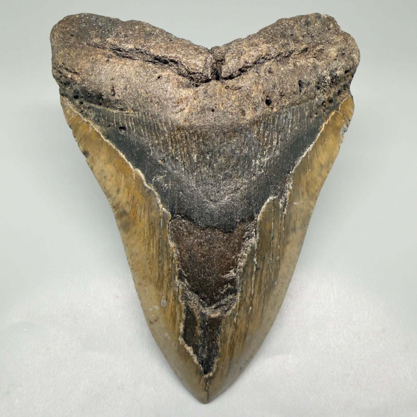 Front View 5.68" North Carolina Megalodon Tooth – Extremely Wide Shape | Authentic Fossil CM5516 - 1