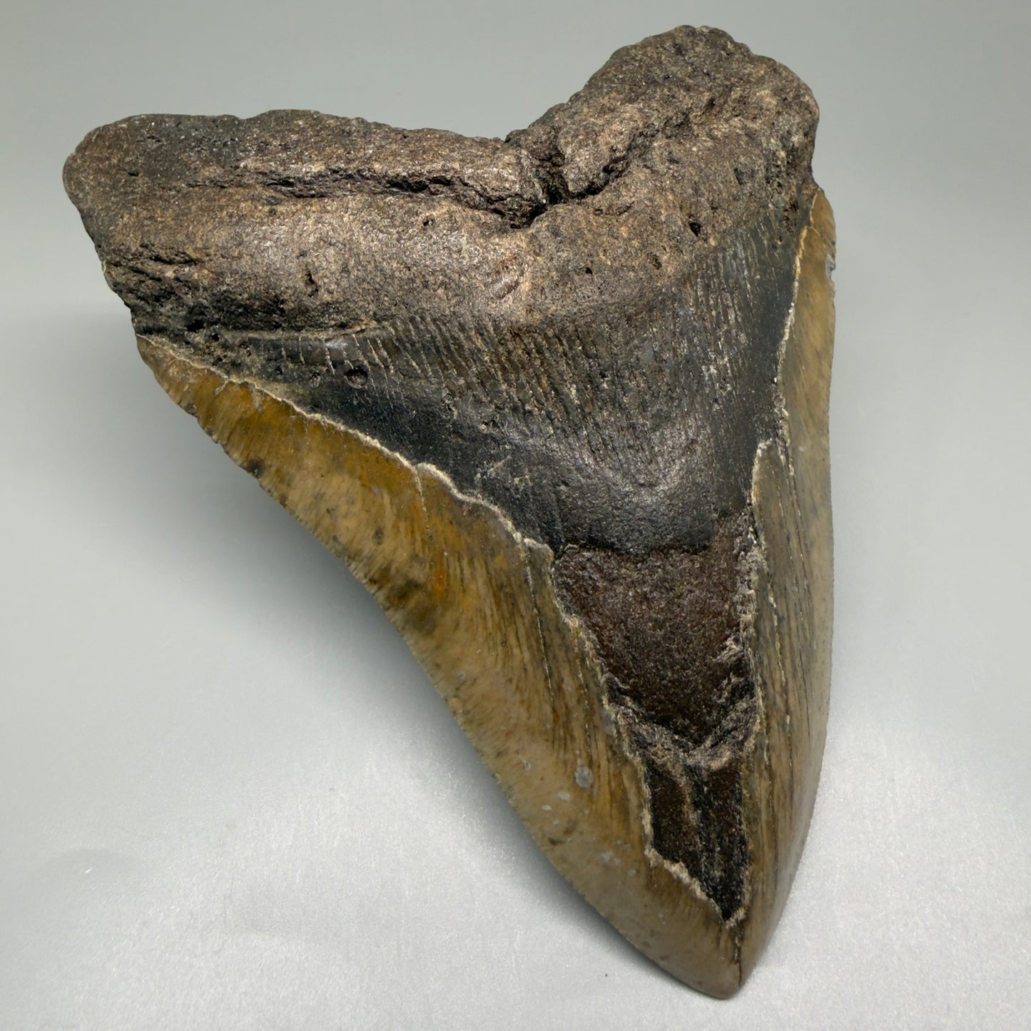 Front Left View 5.68" North Carolina Megalodon Tooth – Extremely Wide Shape | Authentic Fossil CM5516 