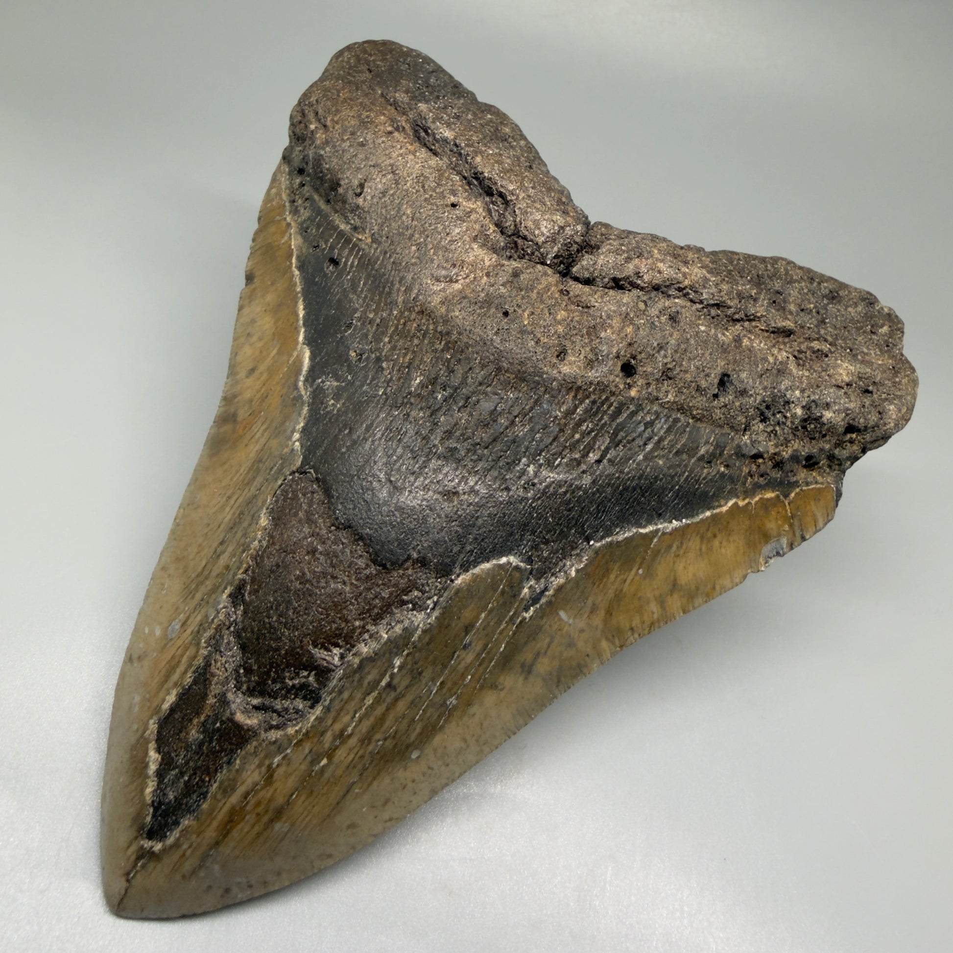 Front Right View 5.68" North Carolina Megalodon Tooth – Extremely Wide Shape | Authentic Fossil CM5516 