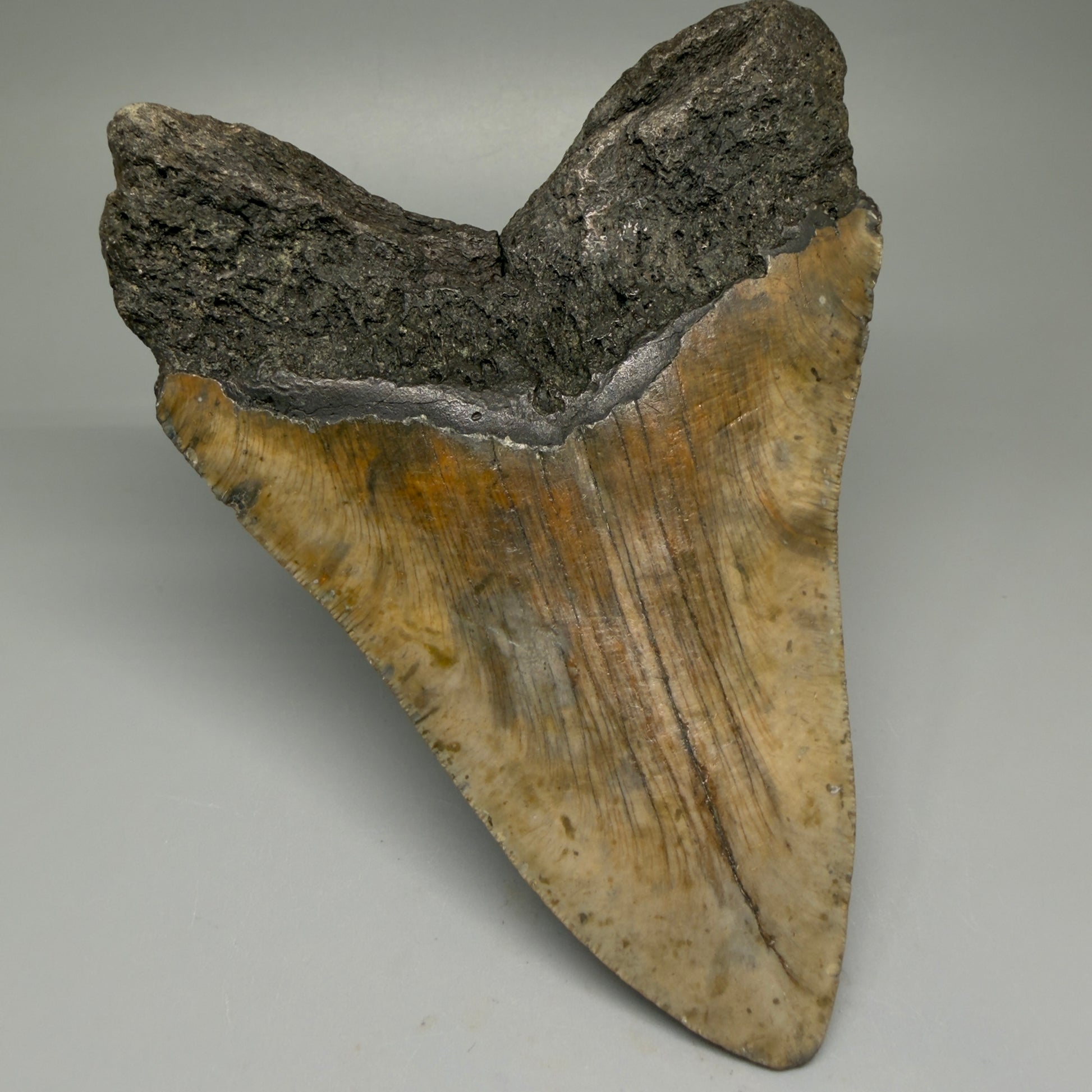 Back Left View 5.68" North Carolina Megalodon Tooth – Extremely Wide Shape | Authentic Fossil CM5516 