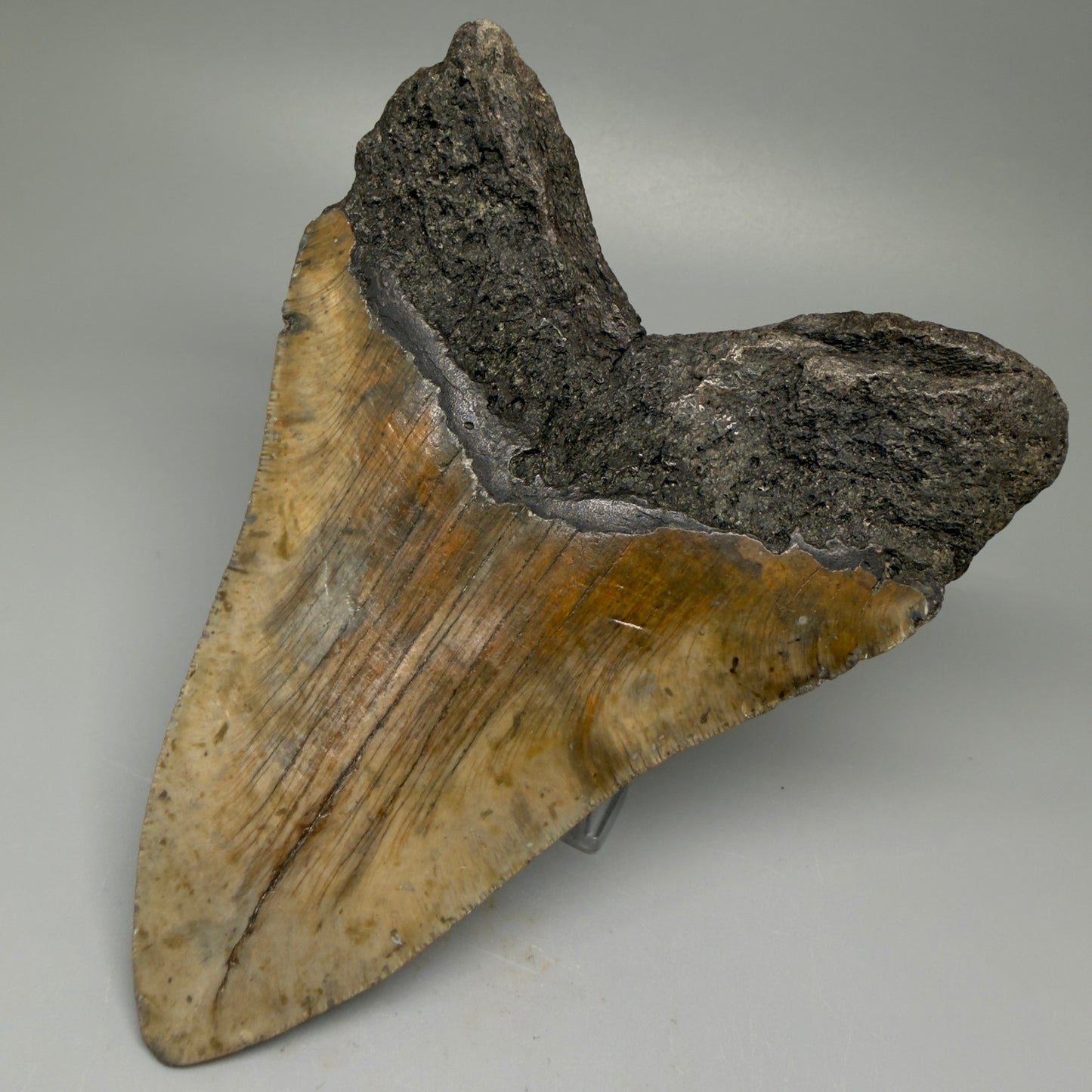 Back Right View 5.68" North Carolina Megalodon Tooth – Extremely Wide Shape | Authentic Fossil CM5516 