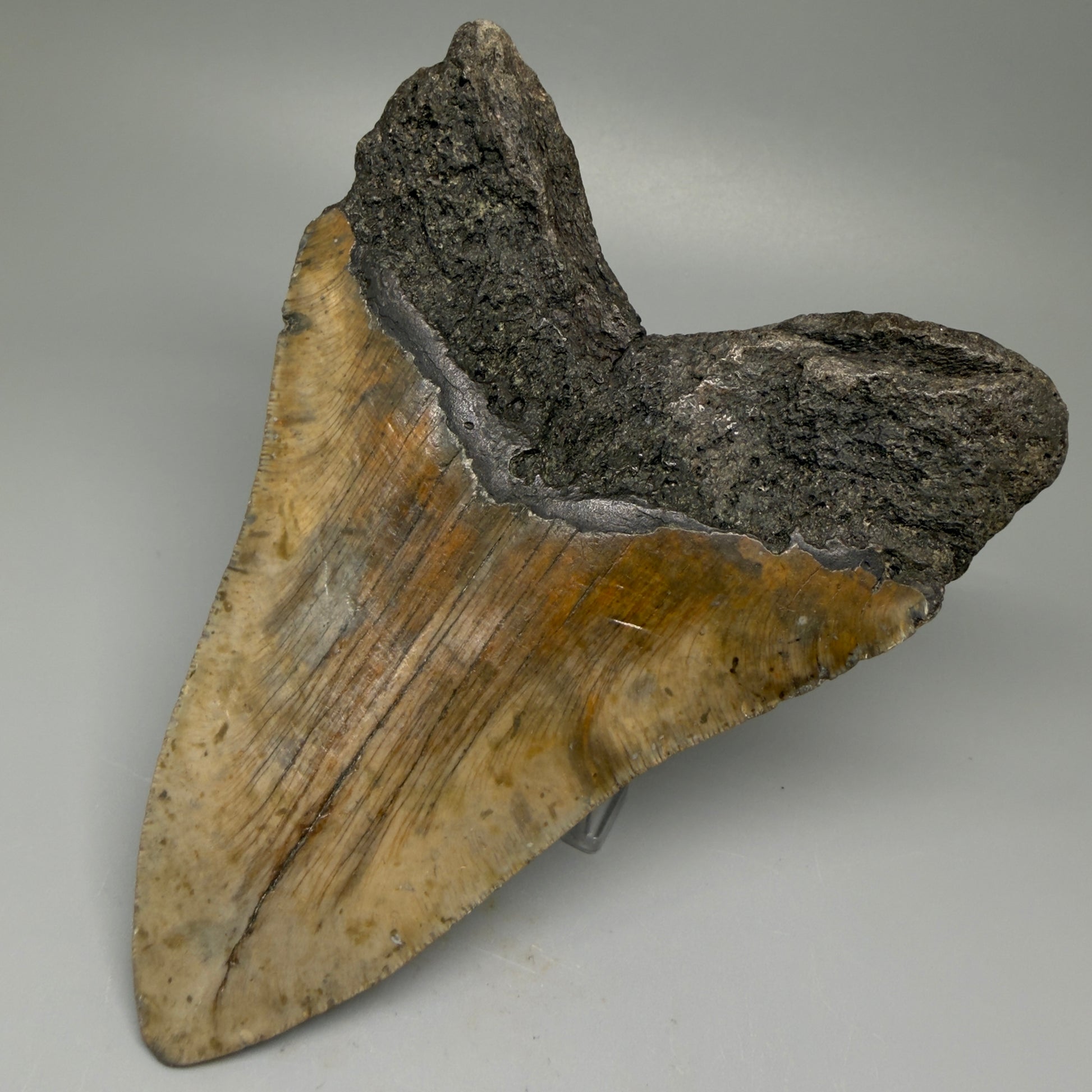 Back Right View 5.68" North Carolina Megalodon Tooth – Extremely Wide Shape | Authentic Fossil CM5516 