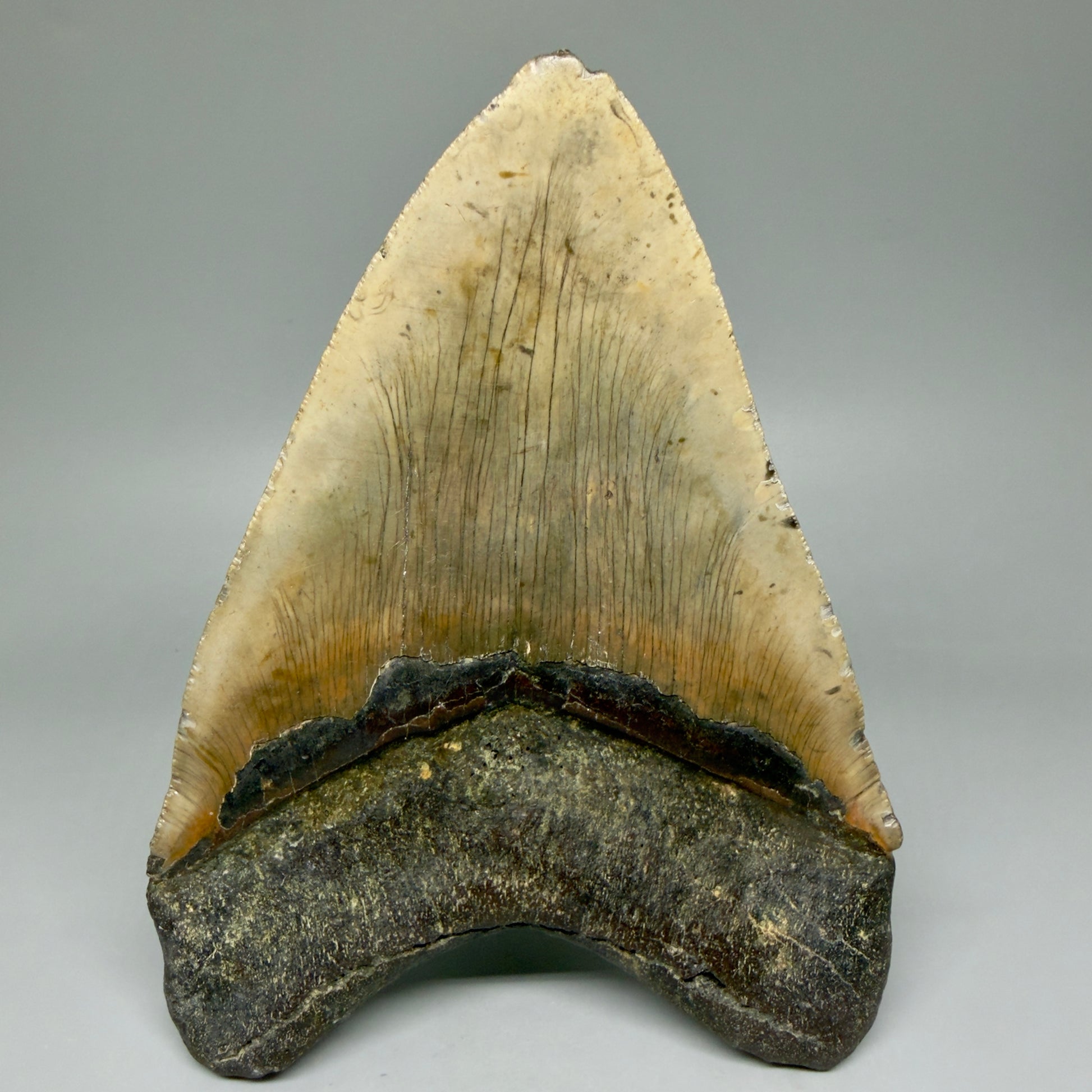 Back View 6.13" Authentic Megalodon Tooth – Extra Large, Colorful Fossil from North Carolina CM3962