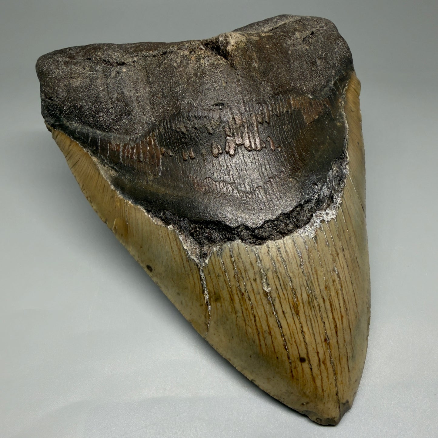 Front Left View 6.13" Authentic Megalodon Tooth – Extra Large, Colorful Fossil from North Carolina CM3962