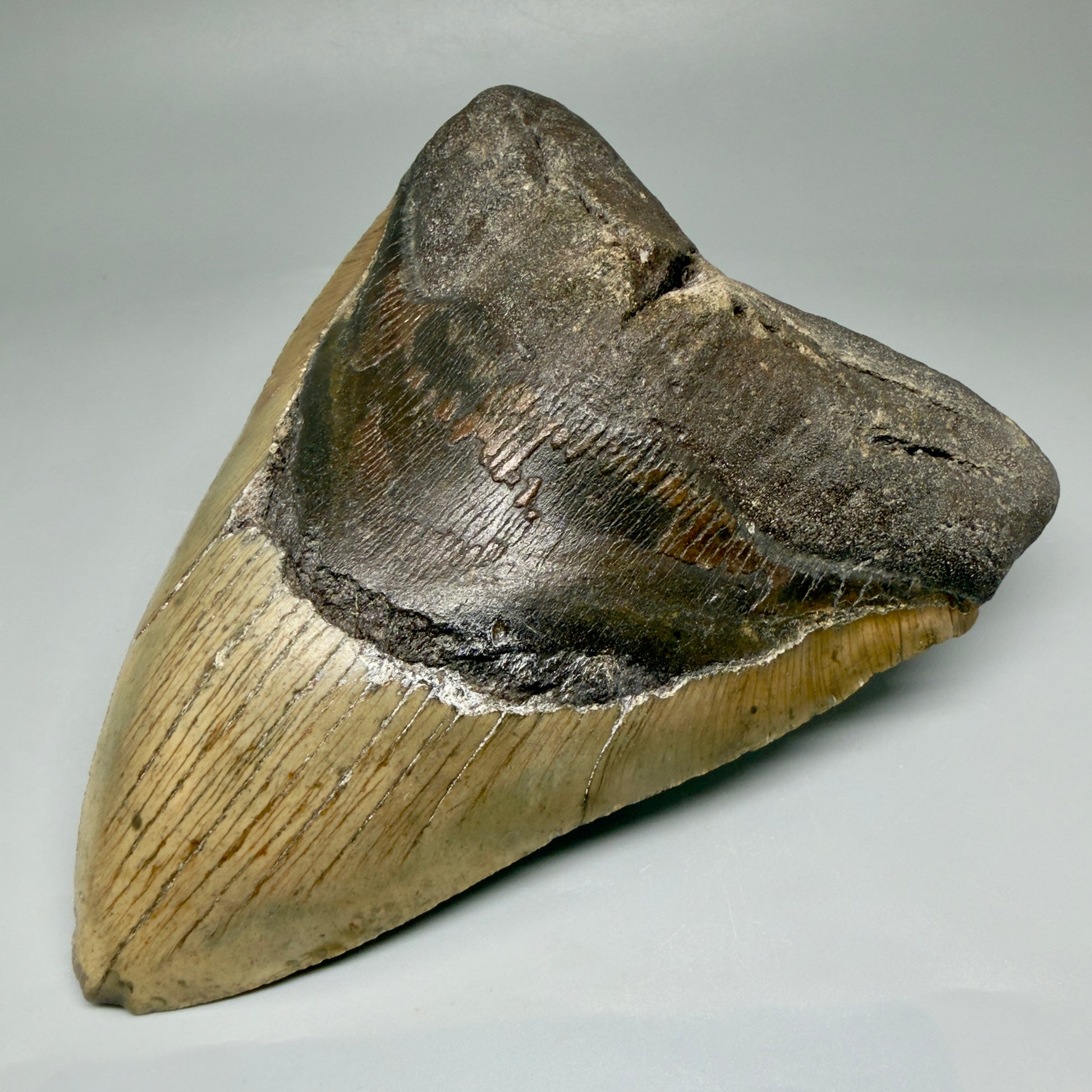Front Right View 6.13" Authentic Megalodon Tooth – Extra Large, Colorful Fossil from North Carolina CM3962