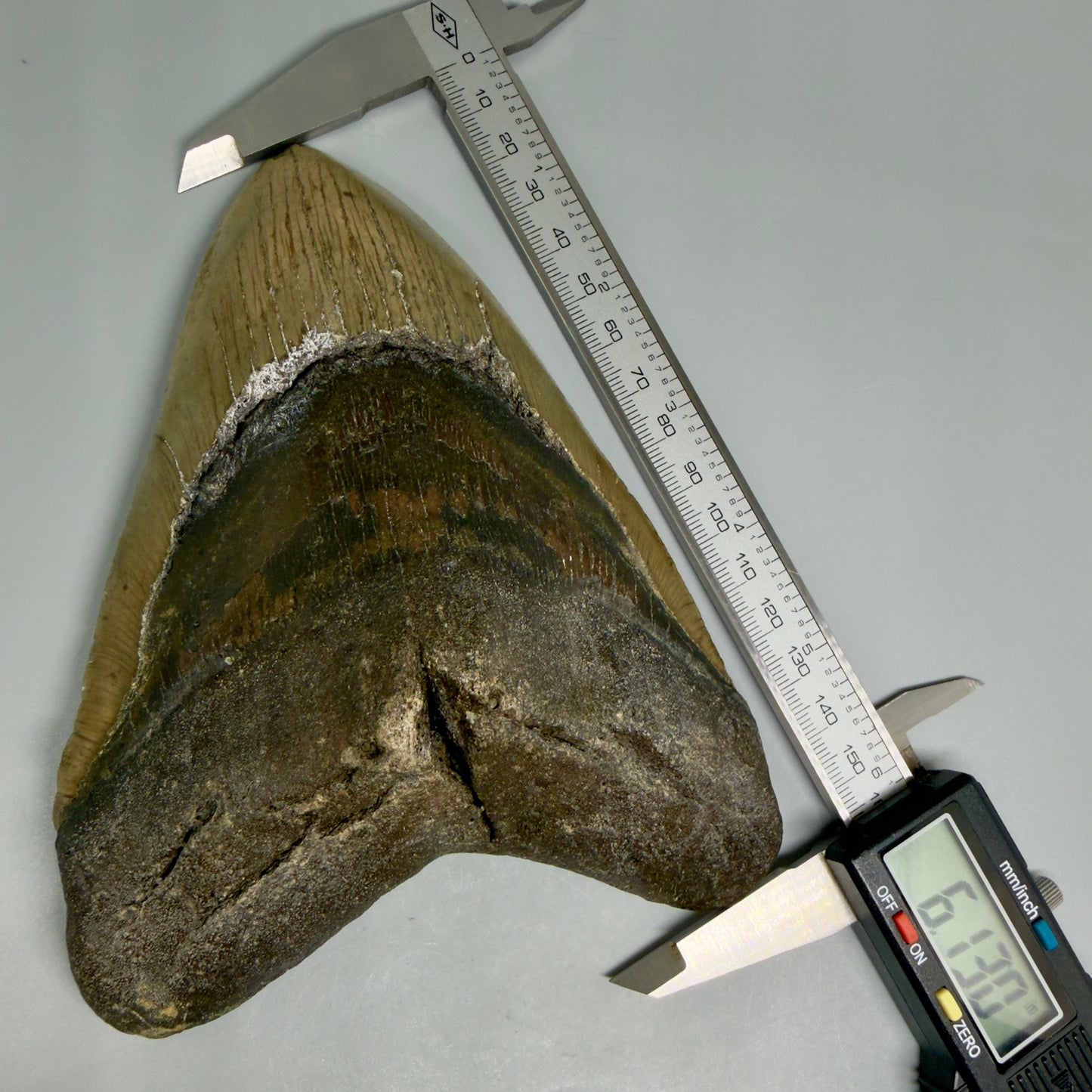 Front View in calipers 6.13" Authentic Megalodon Tooth – Extra Large, Colorful Fossil from North Carolina CM3962