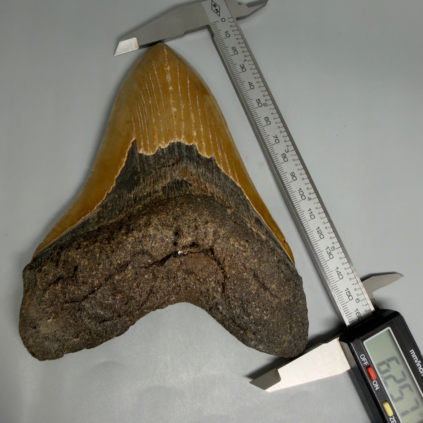 6.25" Authentic Megalodon Tooth – Extra Large, Collector's Quality Fossil from North Carolina