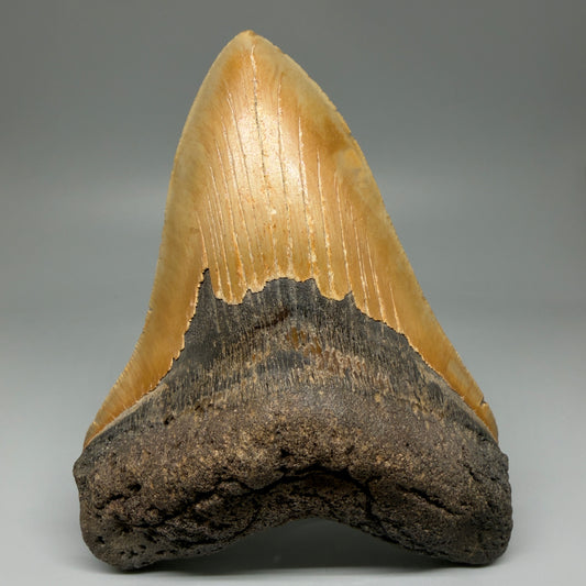 6.25" Authentic Megalodon Tooth – Extra Large, Collector's Quality Fossil from North Carolina