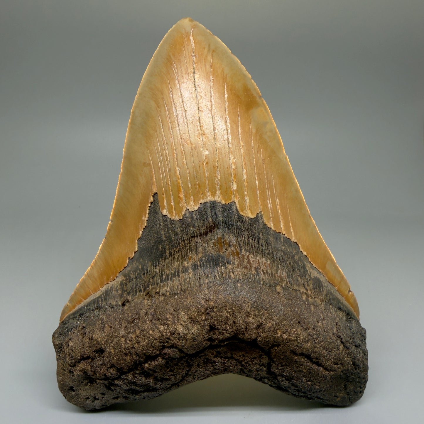 6.25" Authentic Megalodon Tooth – Extra Large, Collector's Quality Fossil from North Carolina