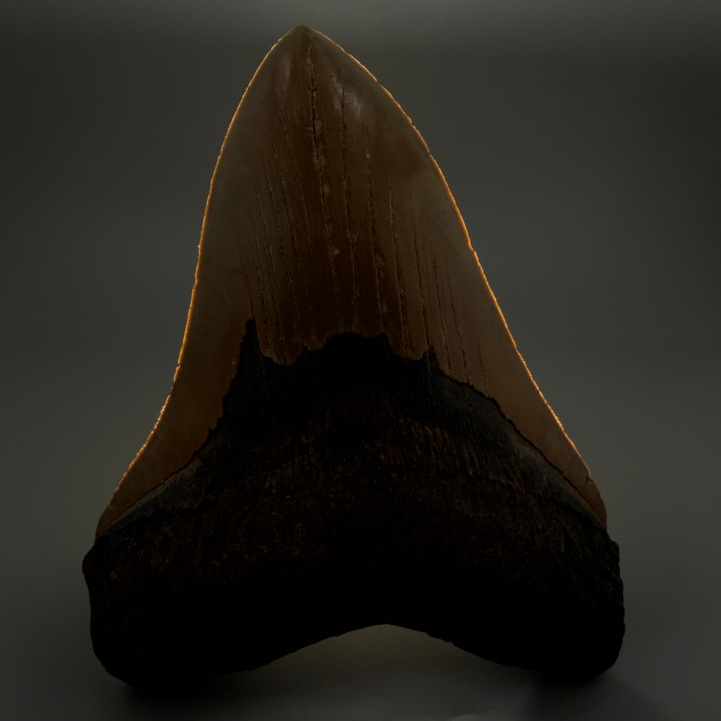6.25" Authentic Megalodon Tooth – Extra Large, Collector's Quality Fossil from North Carolina