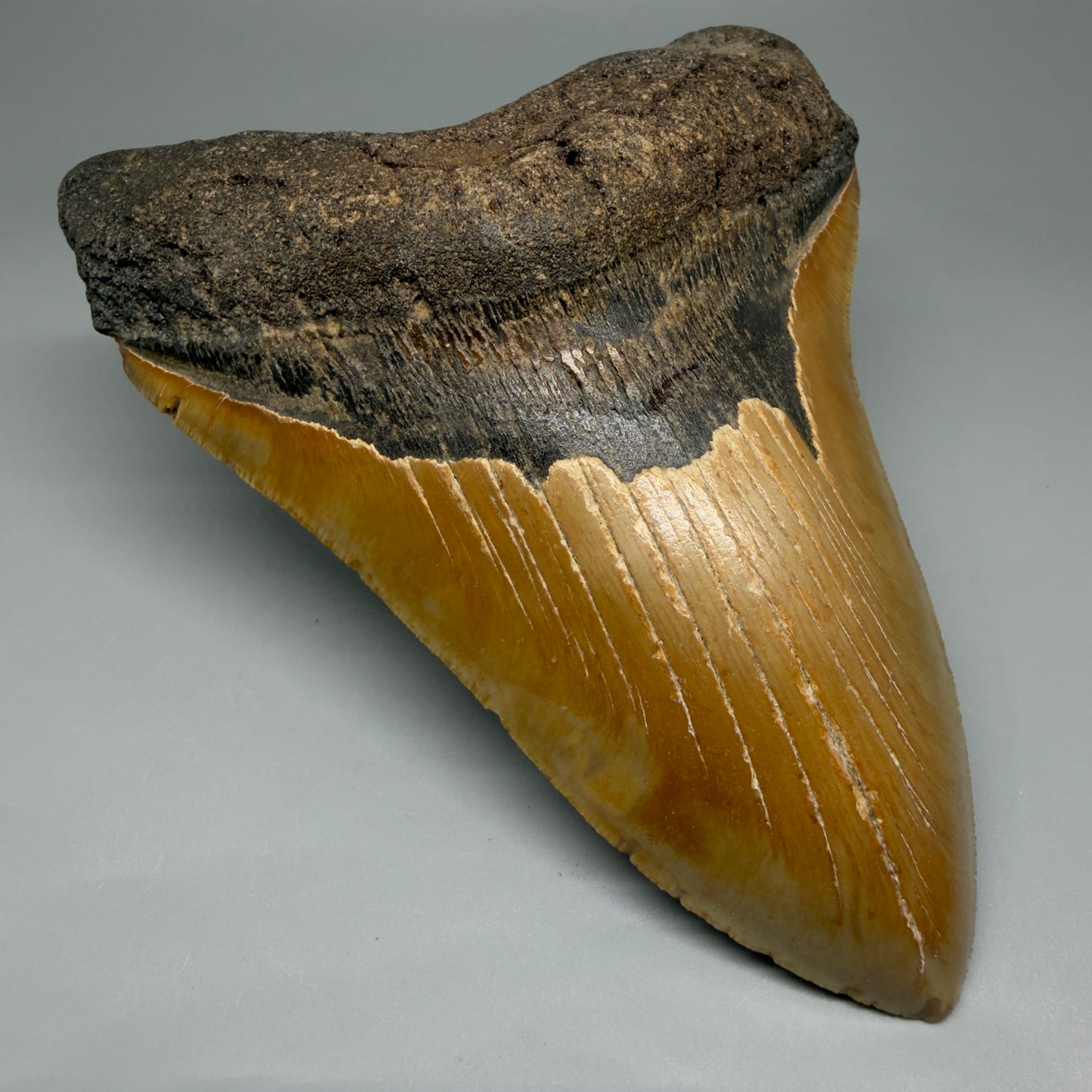 6.25" Authentic Megalodon Tooth – Extra Large, Collector's Quality Fossil from North Carolina