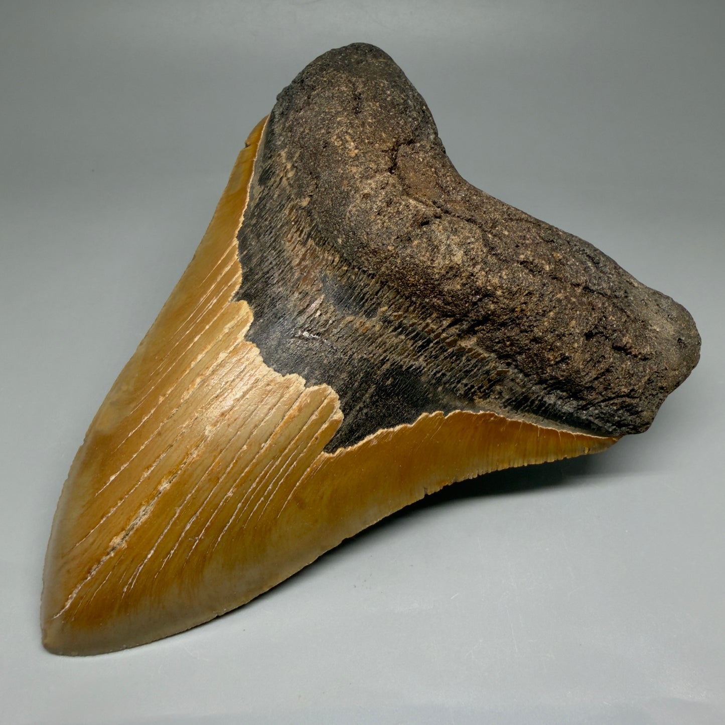 6.25" Authentic Megalodon Tooth – Extra Large, Collector's Quality Fossil from North Carolina