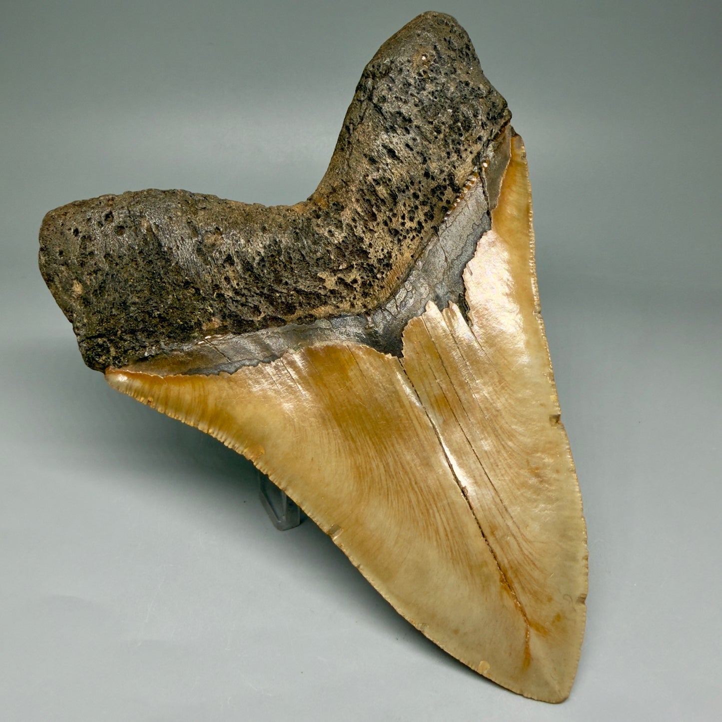 6.25" Authentic Megalodon Tooth – Extra Large, Collector's Quality Fossil from North Carolina