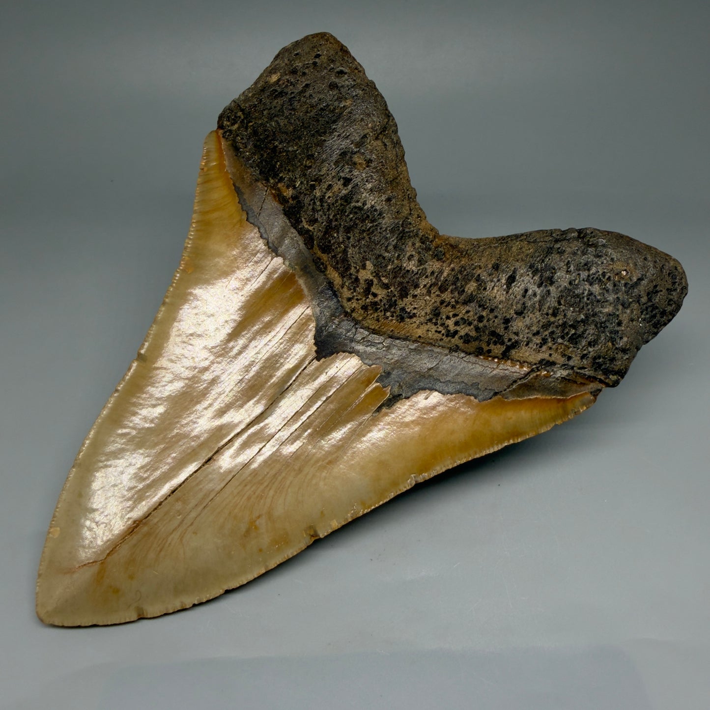 6.25" Authentic Megalodon Tooth – Extra Large, Collector's Quality Fossil from North Carolina