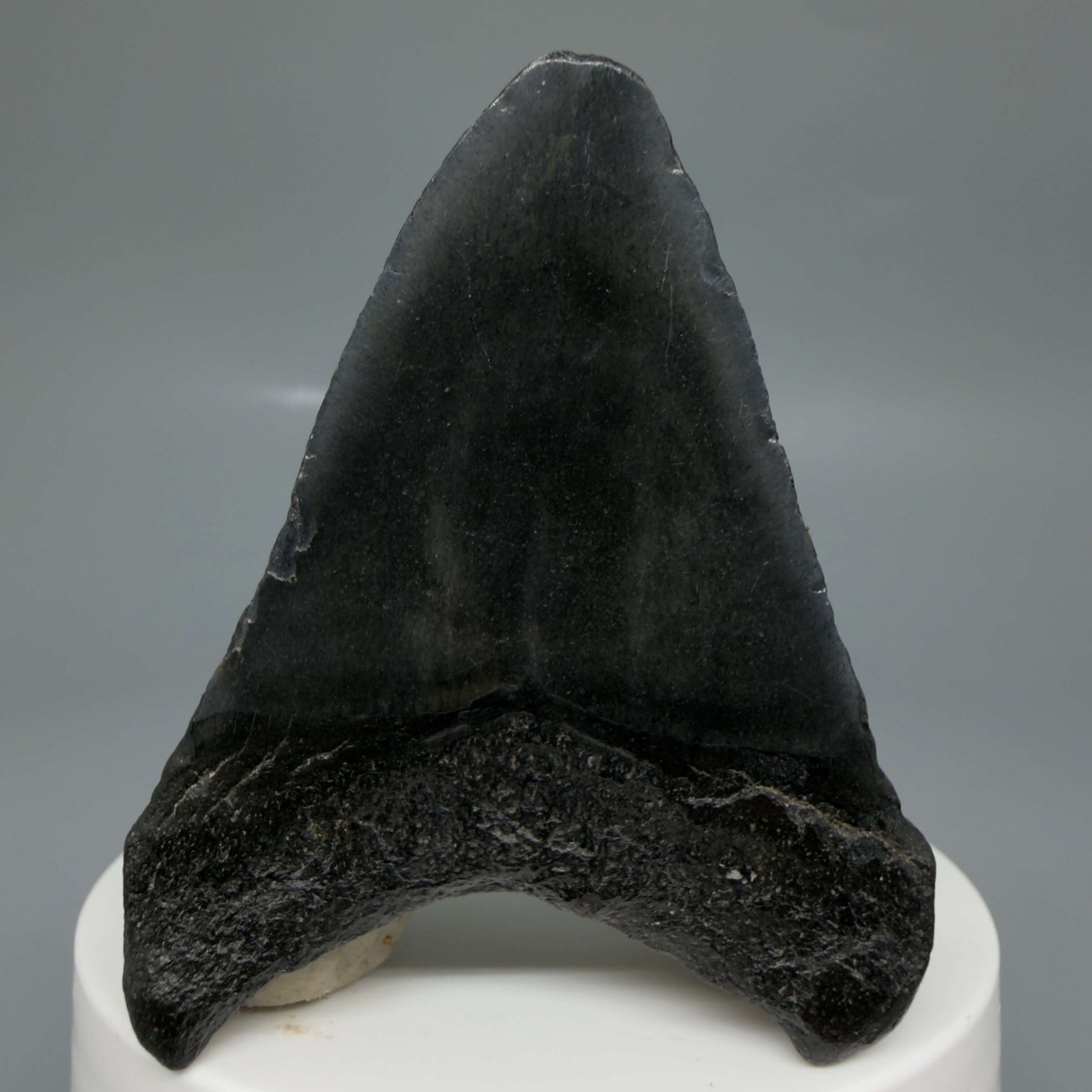 Back View 2.41" Dark colors Fossil Megalodon Tooth – South Carolina River Find | Authentic CM6440