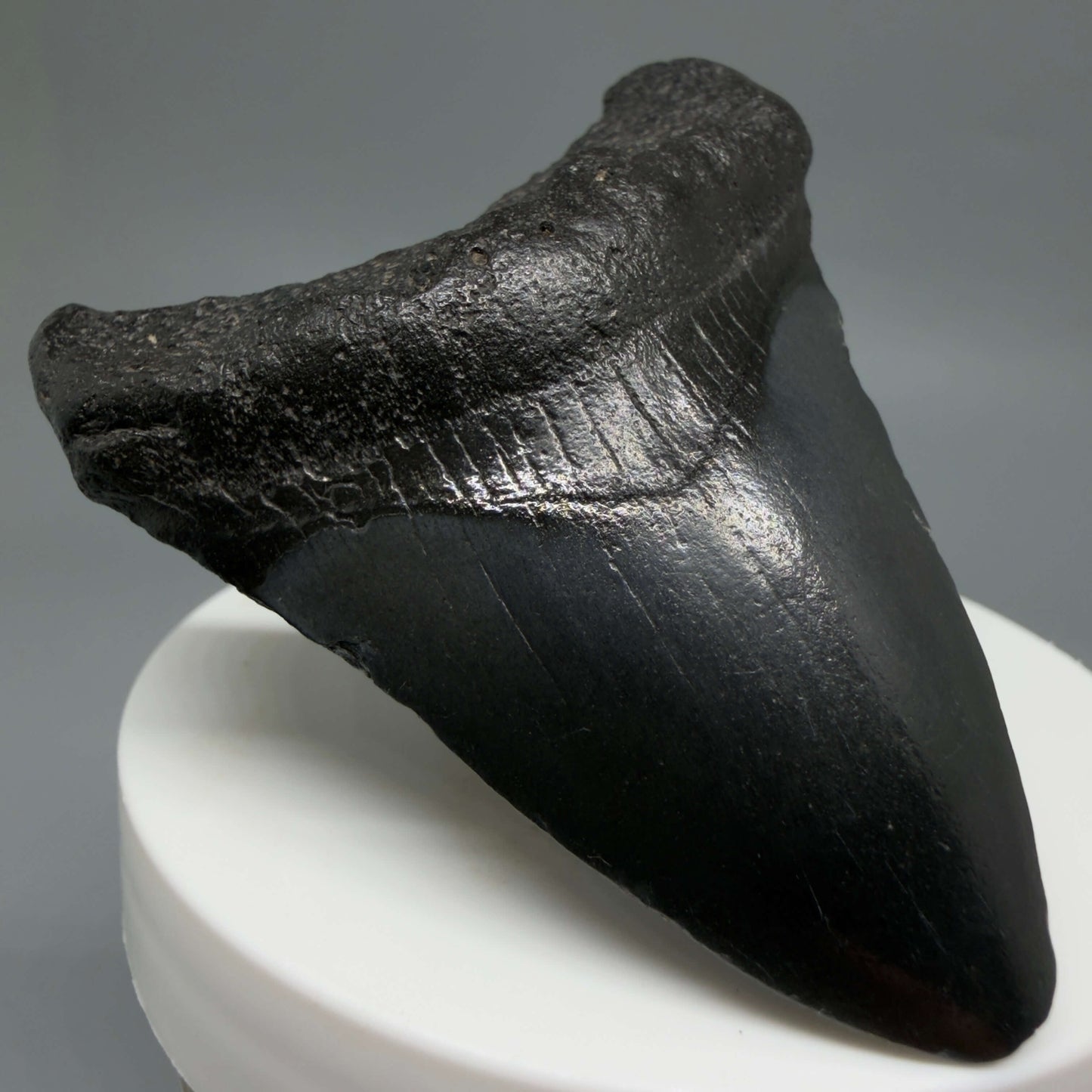 Front Left View 2.41" Dark colors Fossil Megalodon Tooth – South Carolina River Find | Authentic CM6440
