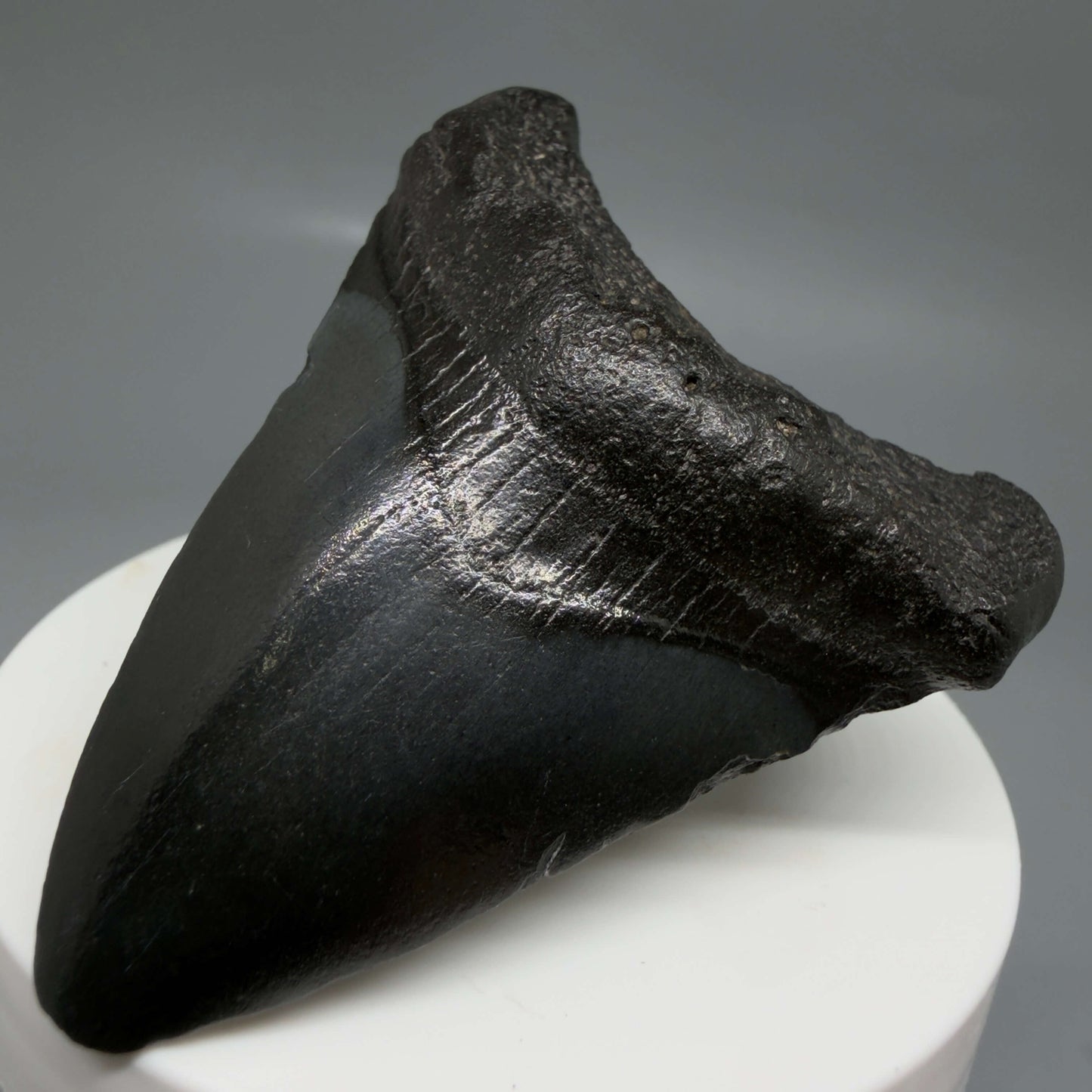 Front Right View 2.41" Dark colors Fossil Megalodon Tooth – South Carolina River Find | Authentic CM6440