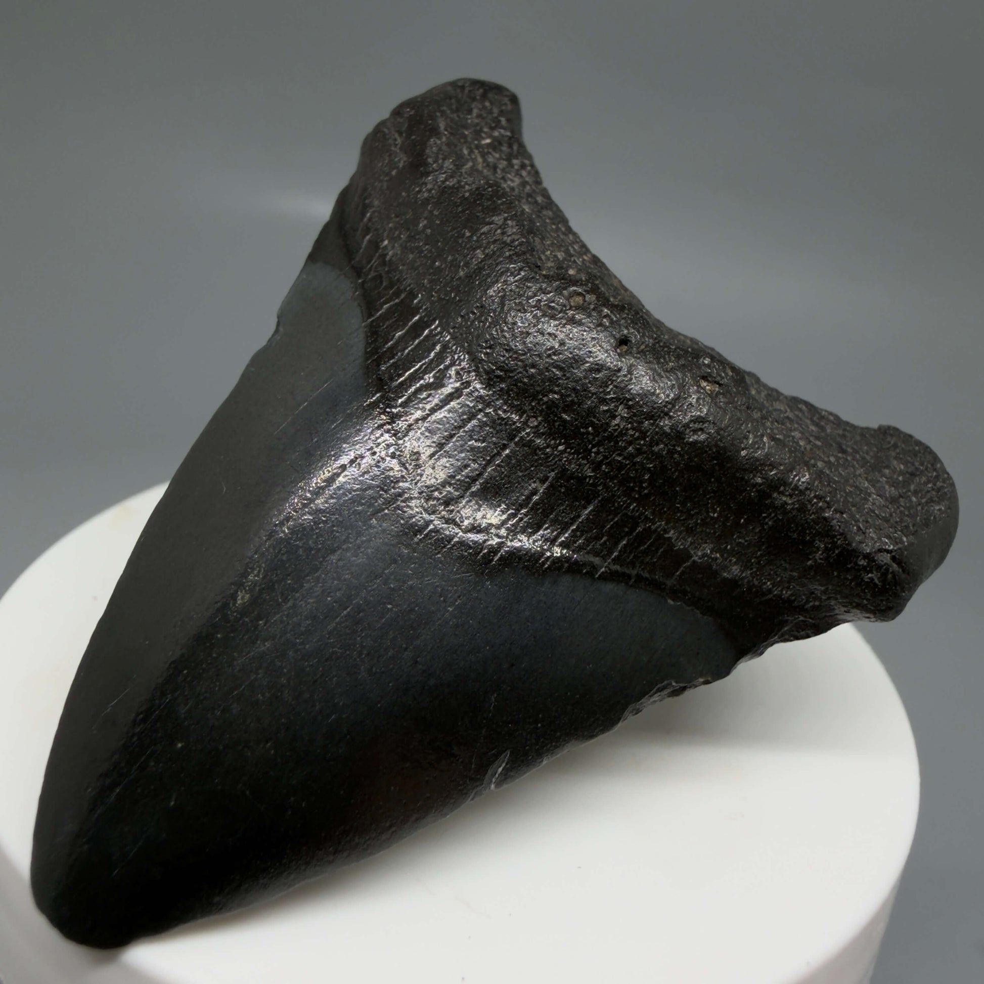 Front Right View 2.41" Dark colors Fossil Megalodon Tooth – South Carolina River Find | Authentic CM6440