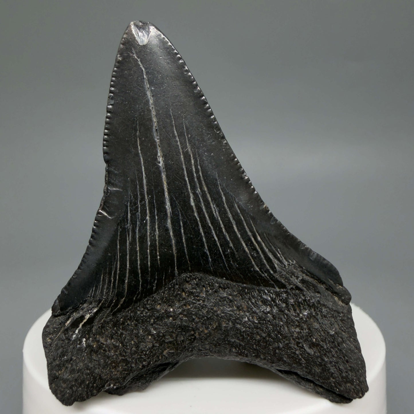 Back View Colorful, serrated 2.37" Fossil Megalodon Tooth – South Carolina River Find | Authentic CM6439 