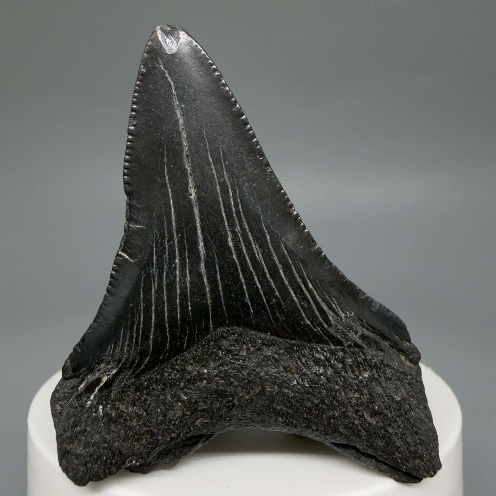 Back View Colorful, serrated 2.37" Fossil Megalodon Tooth – South Carolina River Find | Authentic CM6439 