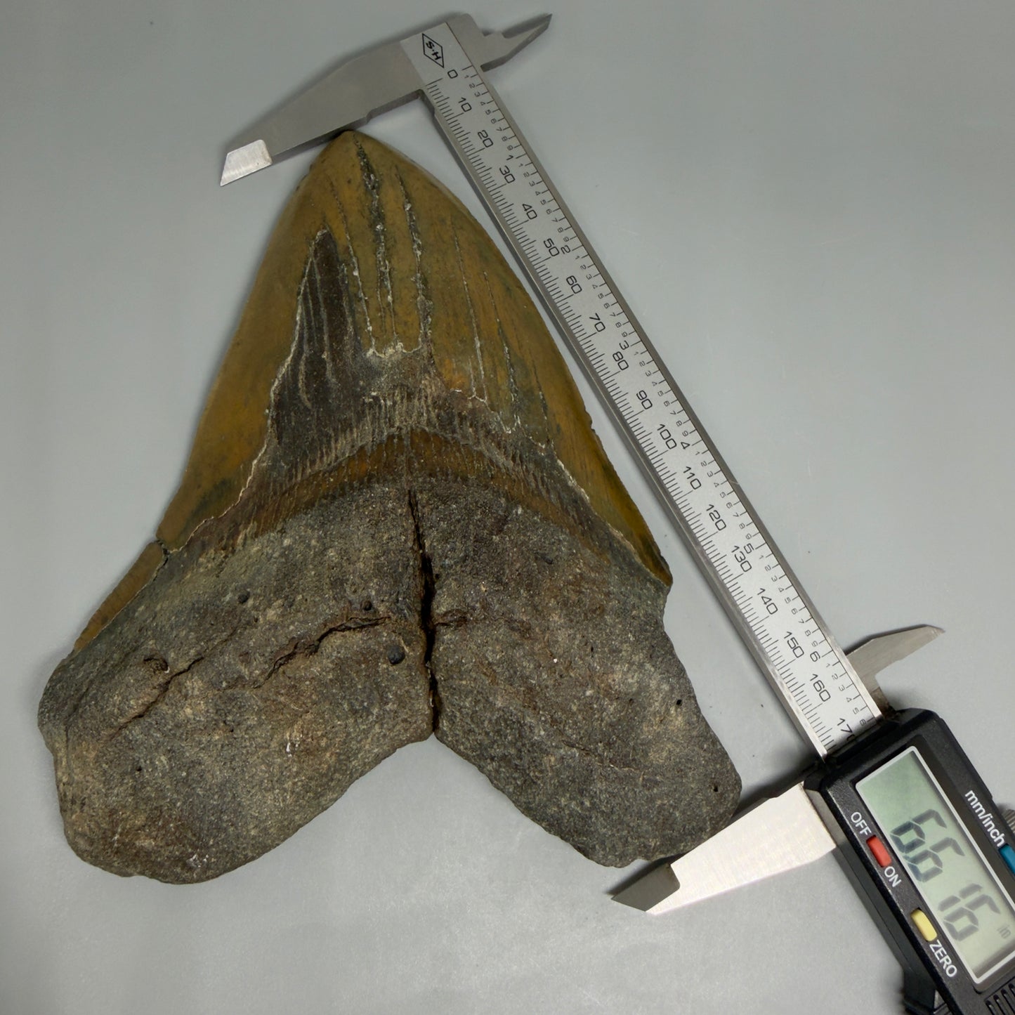 6.61" Authentic Megalodon Tooth – Extra Large, Fossil from North Carolina