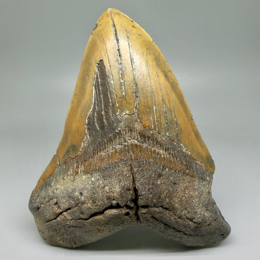 6.61" Authentic Megalodon Tooth – Extra Large, Fossil from North Carolina