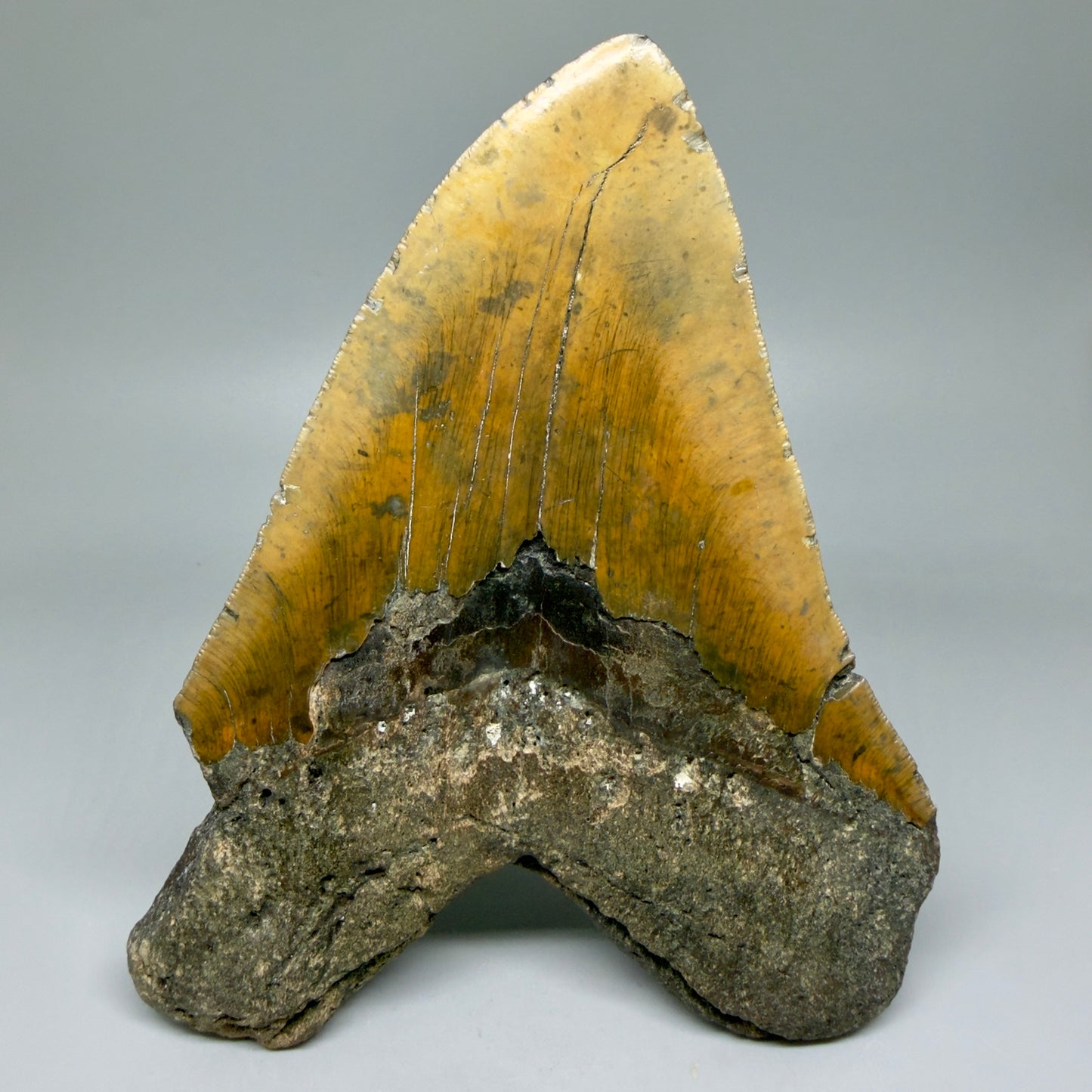 6.61" Authentic Megalodon Tooth – Extra Large, Fossil from North Carolina