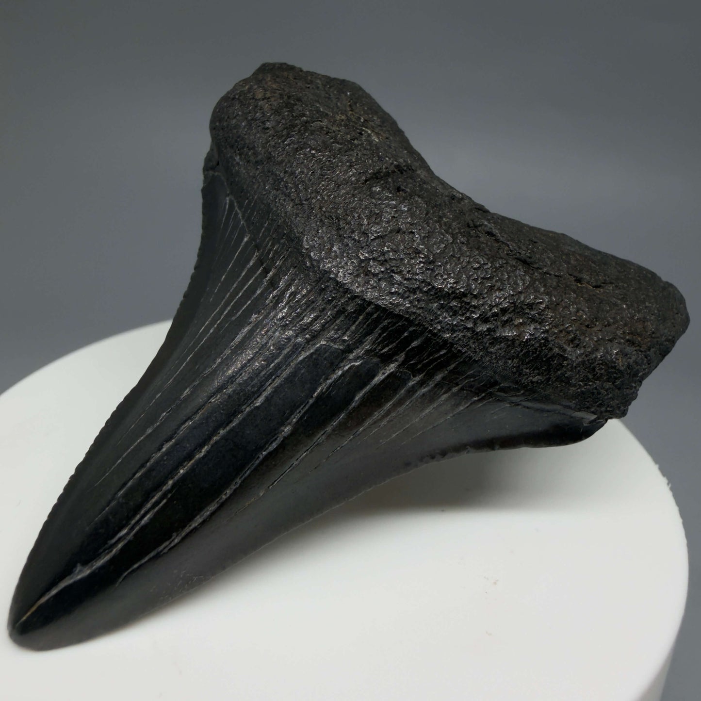 Front Right View Colorful, serrated 2.37" Fossil Megalodon Tooth – South Carolina River Find | Authentic CM6439 