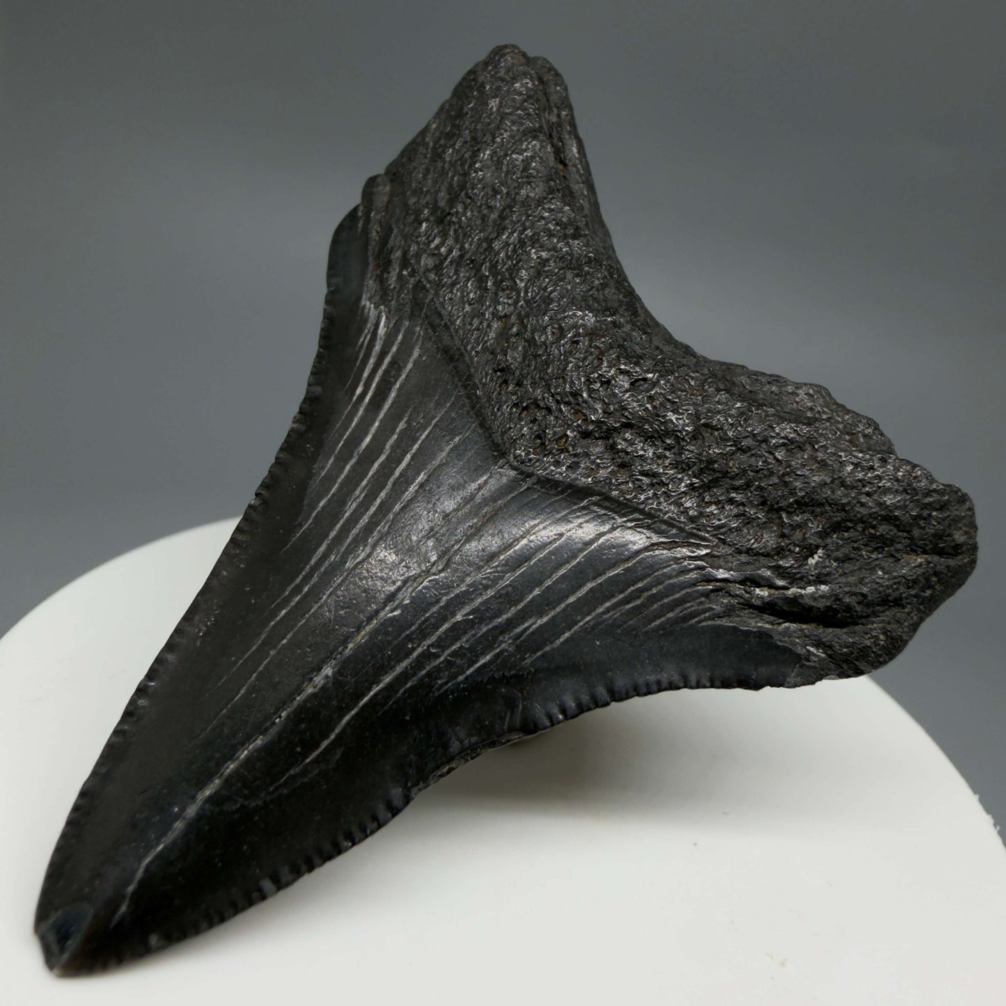 Back Left View Colorful, serrated 2.37" Fossil Megalodon Tooth – South Carolina River Find | Authentic CM6439 