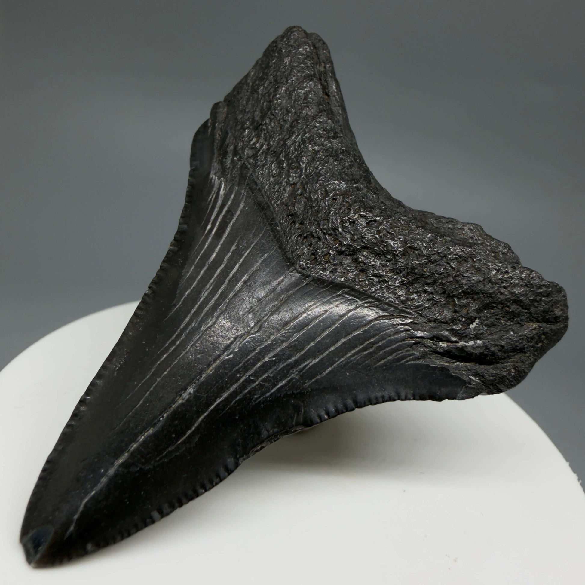 Back Left View Colorful, serrated 2.37" Fossil Megalodon Tooth – South Carolina River Find | Authentic CM6439 