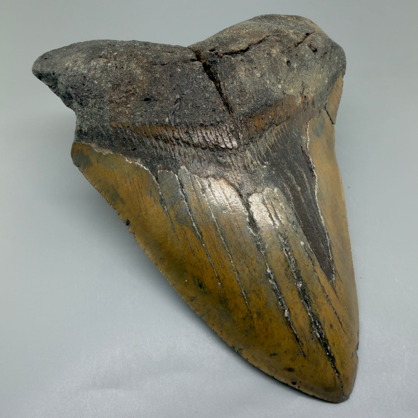 6.61" Authentic Megalodon Tooth – Extra Large, Fossil from North Carolina