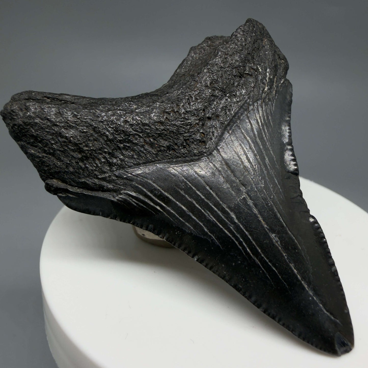Back Left View Colorful, serrated 2.37" Fossil Megalodon Tooth – South Carolina River Find | Authentic CM6439 