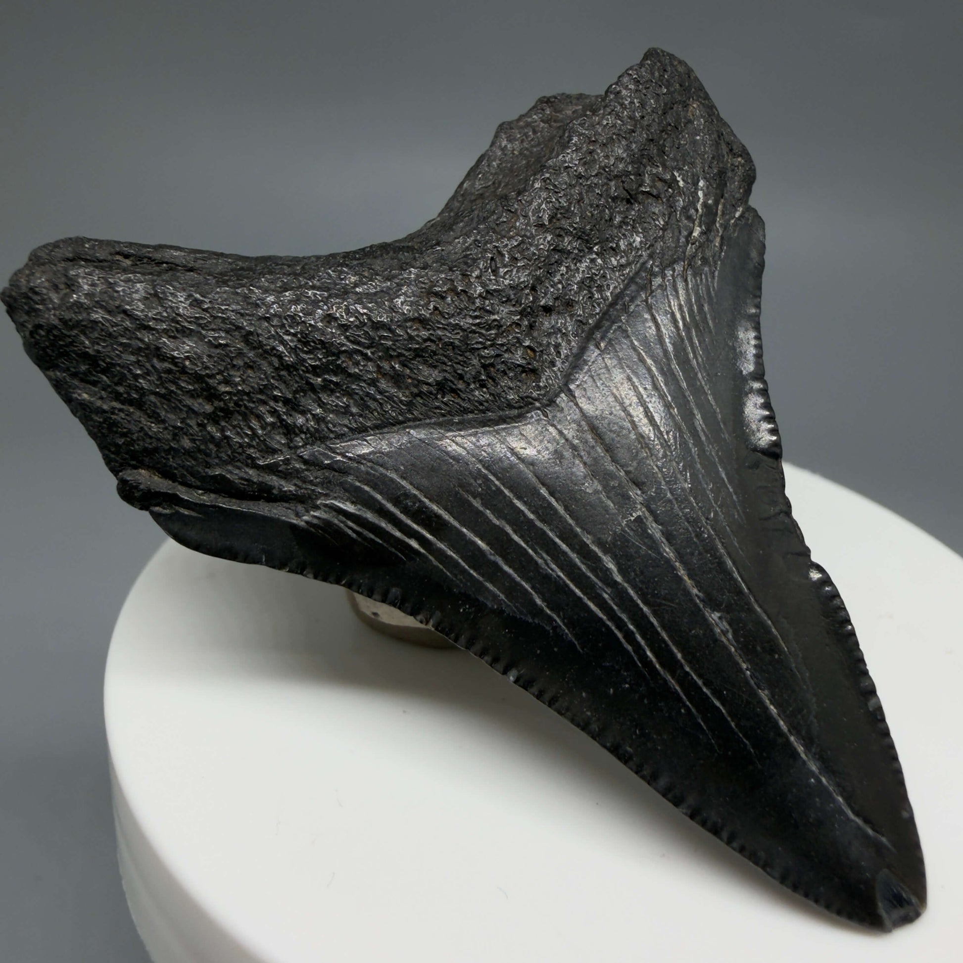 Back Left View Colorful, serrated 2.37" Fossil Megalodon Tooth – South Carolina River Find | Authentic CM6439 