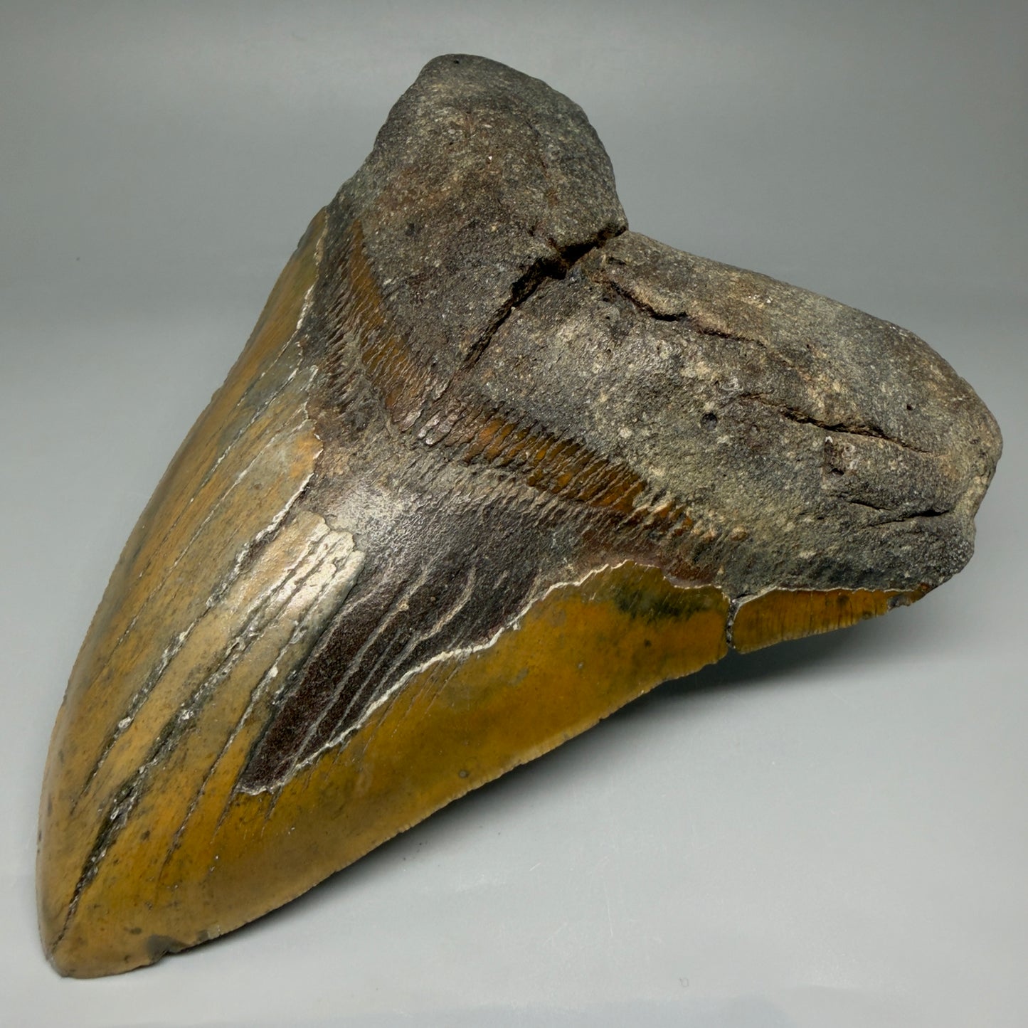 6.61" Authentic Megalodon Tooth – Extra Large, Fossil from North Carolina