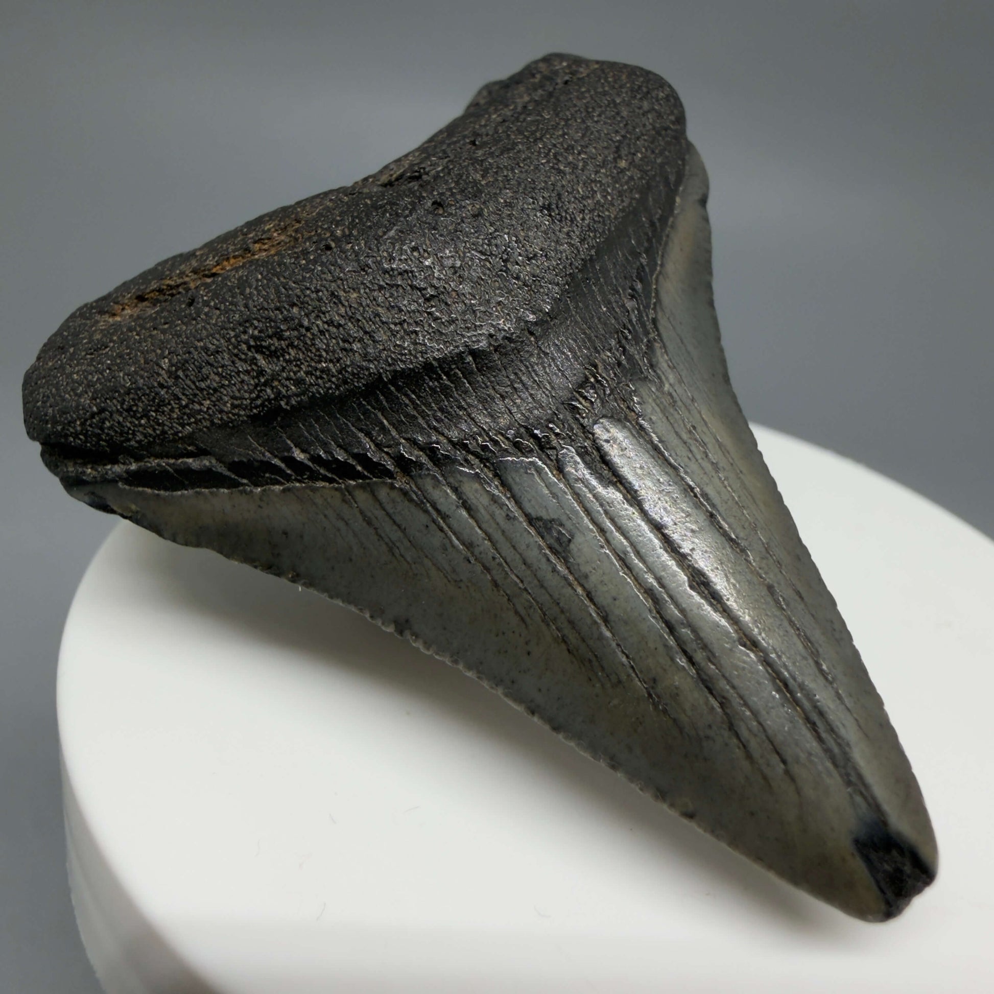 Front Left View Colorful 2.19" Fossil Megalodon Tooth – South Carolina River Find | Authentic CM6438