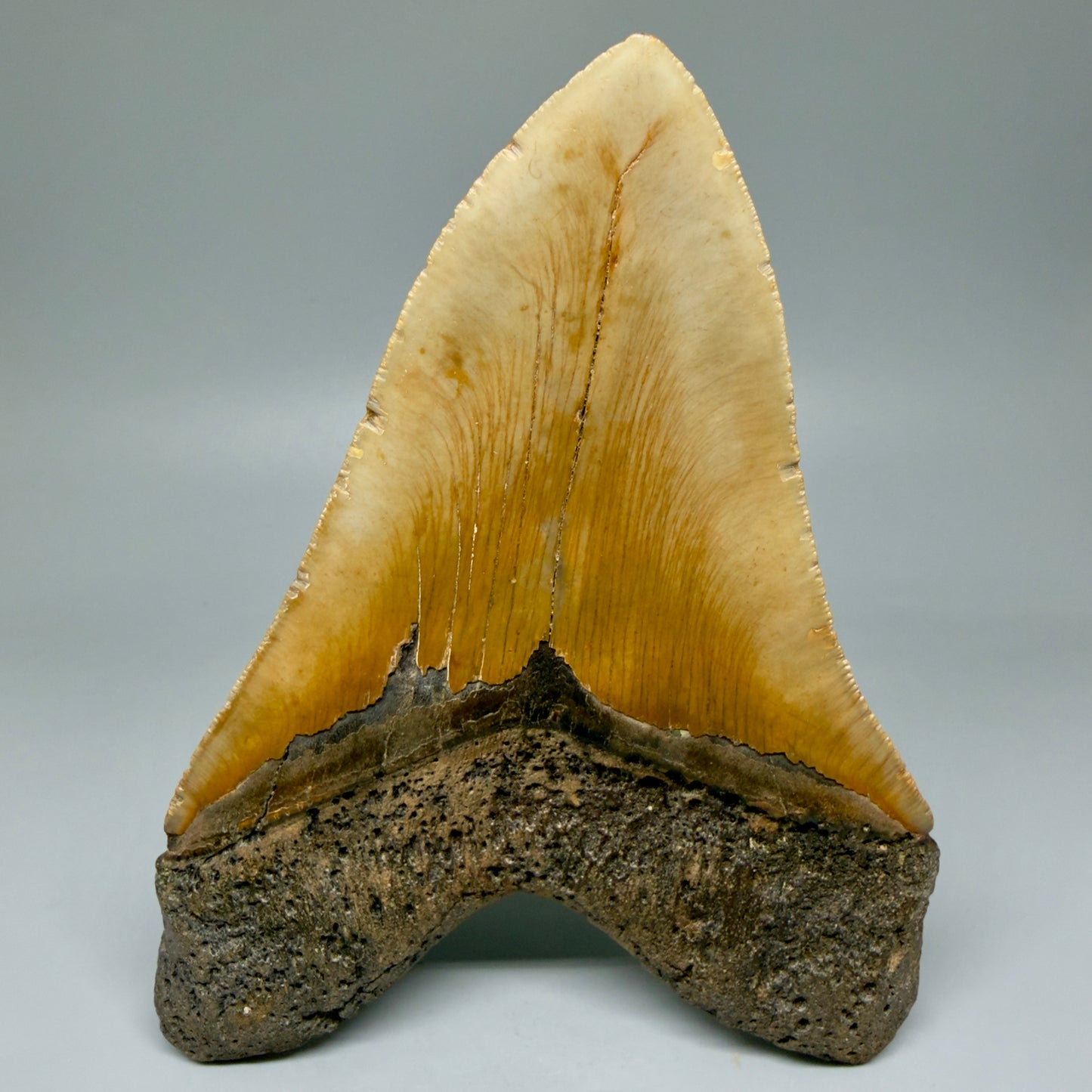 Back View 6.25" Authentic Megalodon Tooth – Extra Large, Collector's Quality Fossil from North Carolina