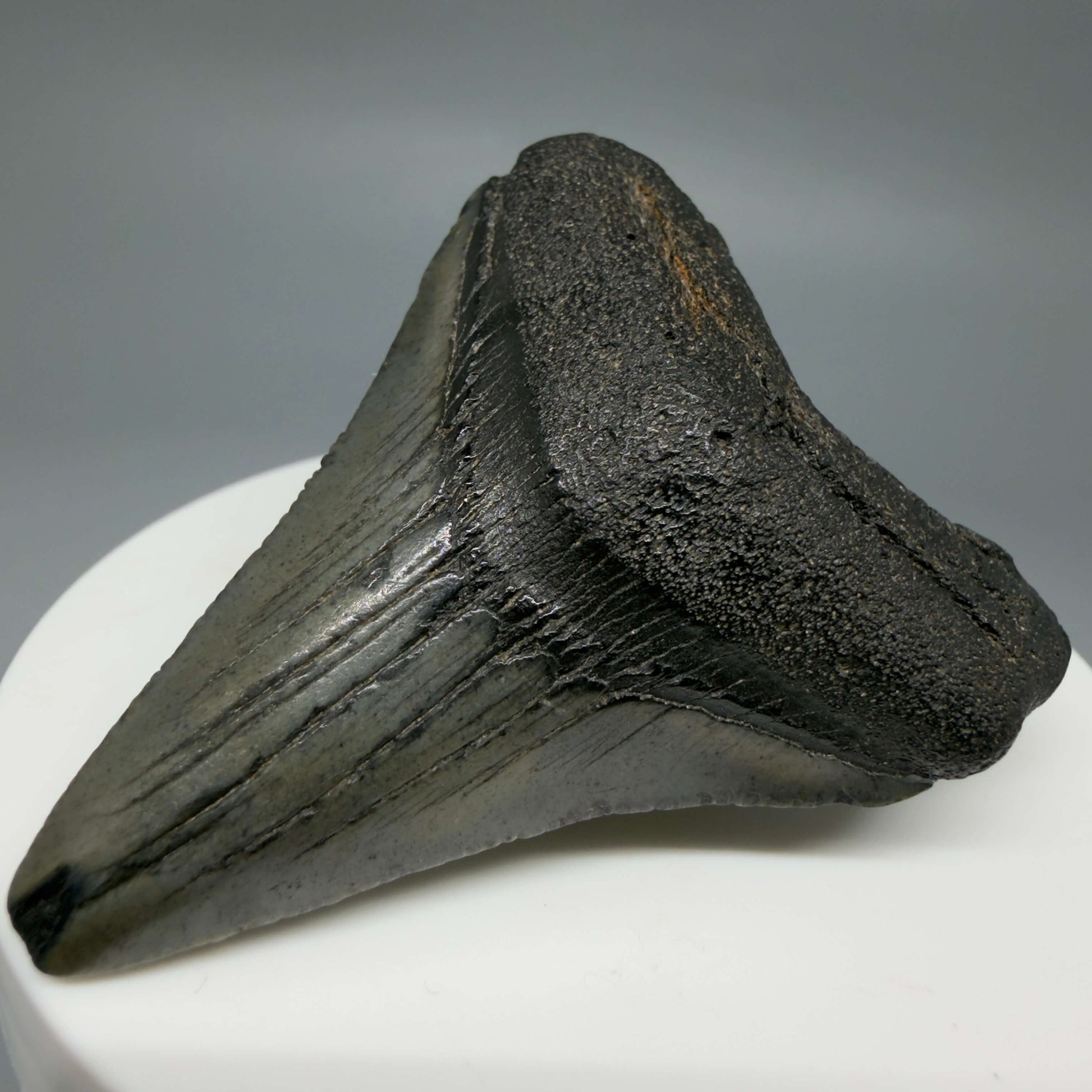 Front Right View Colorful 2.19" Fossil Megalodon Tooth – South Carolina River Find | Authentic CM6438