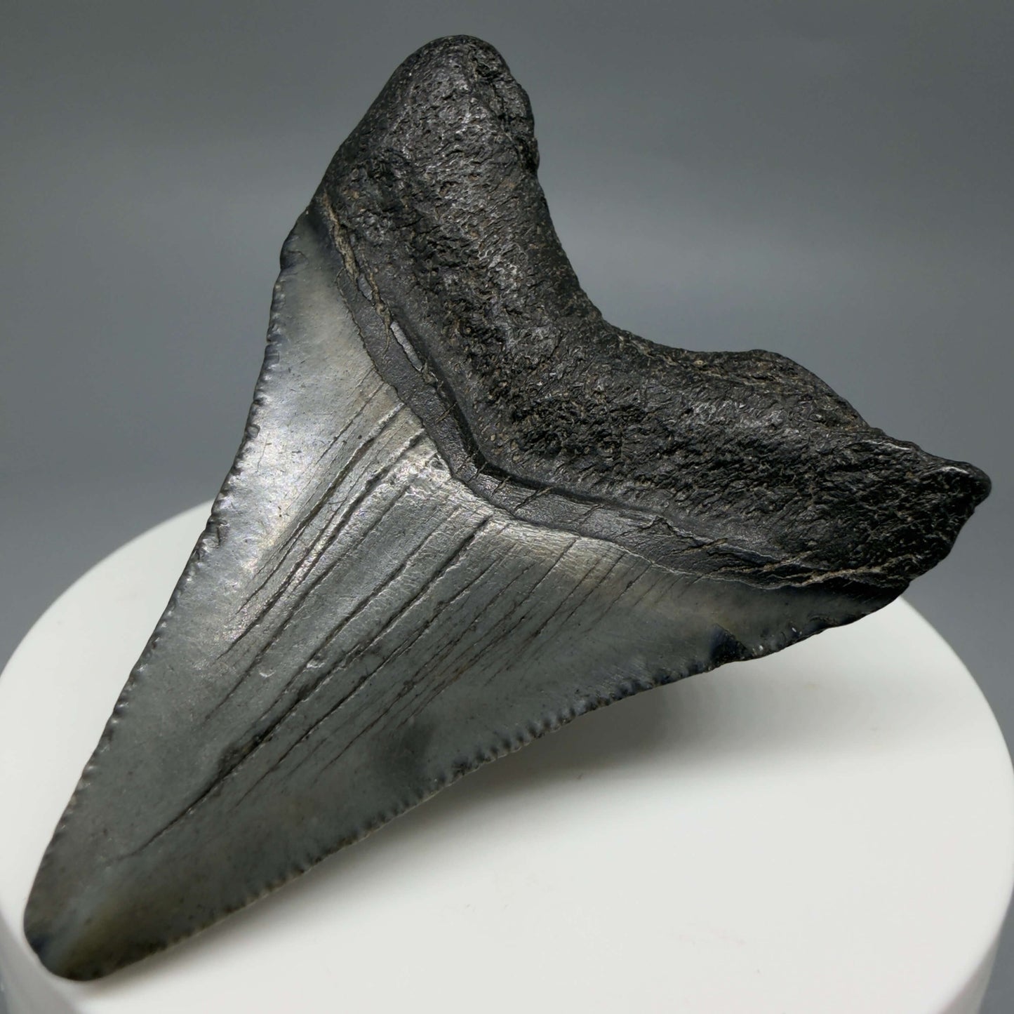 Back Right View Colorful 2.19" Fossil Megalodon Tooth – South Carolina River Find | Authentic CM6438
